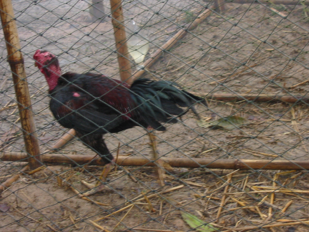 thai game fowl in its run