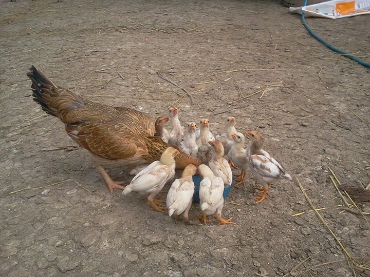 Thai hen with chicks. one of my favorite Hen! always producing some quality looking birds
