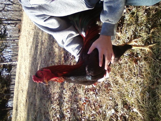 Thai. Samurai Spirit @9months @7.5lbs