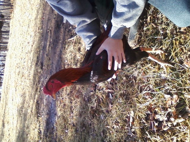 Thai. Samurai Spirit @9months