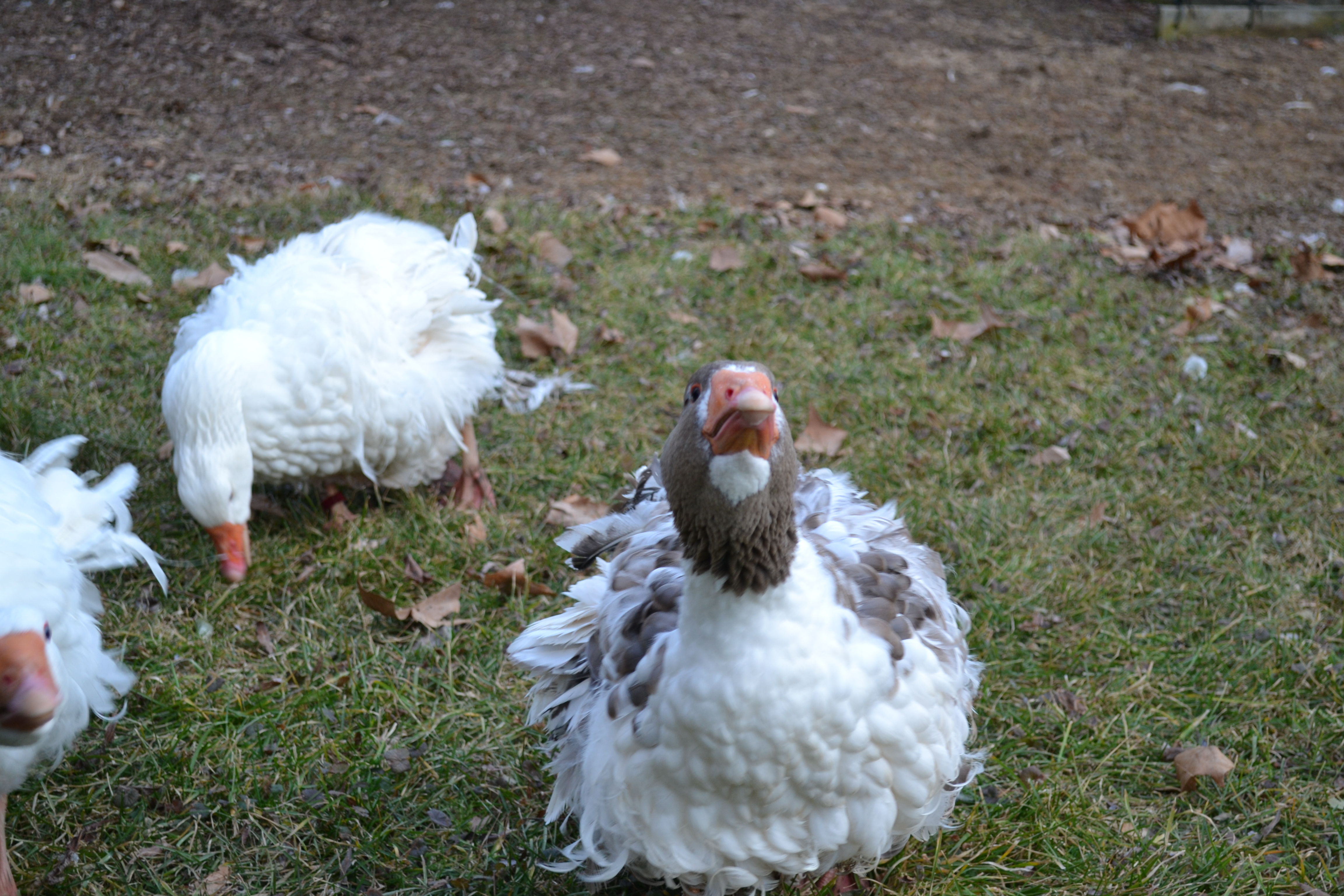 Thanks for the grass Mom!