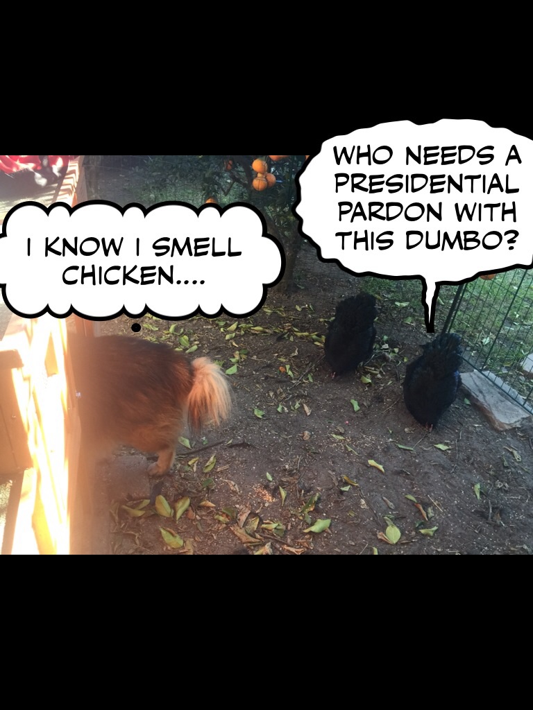 Thanksgiving down on the Yarb- Egg farm....