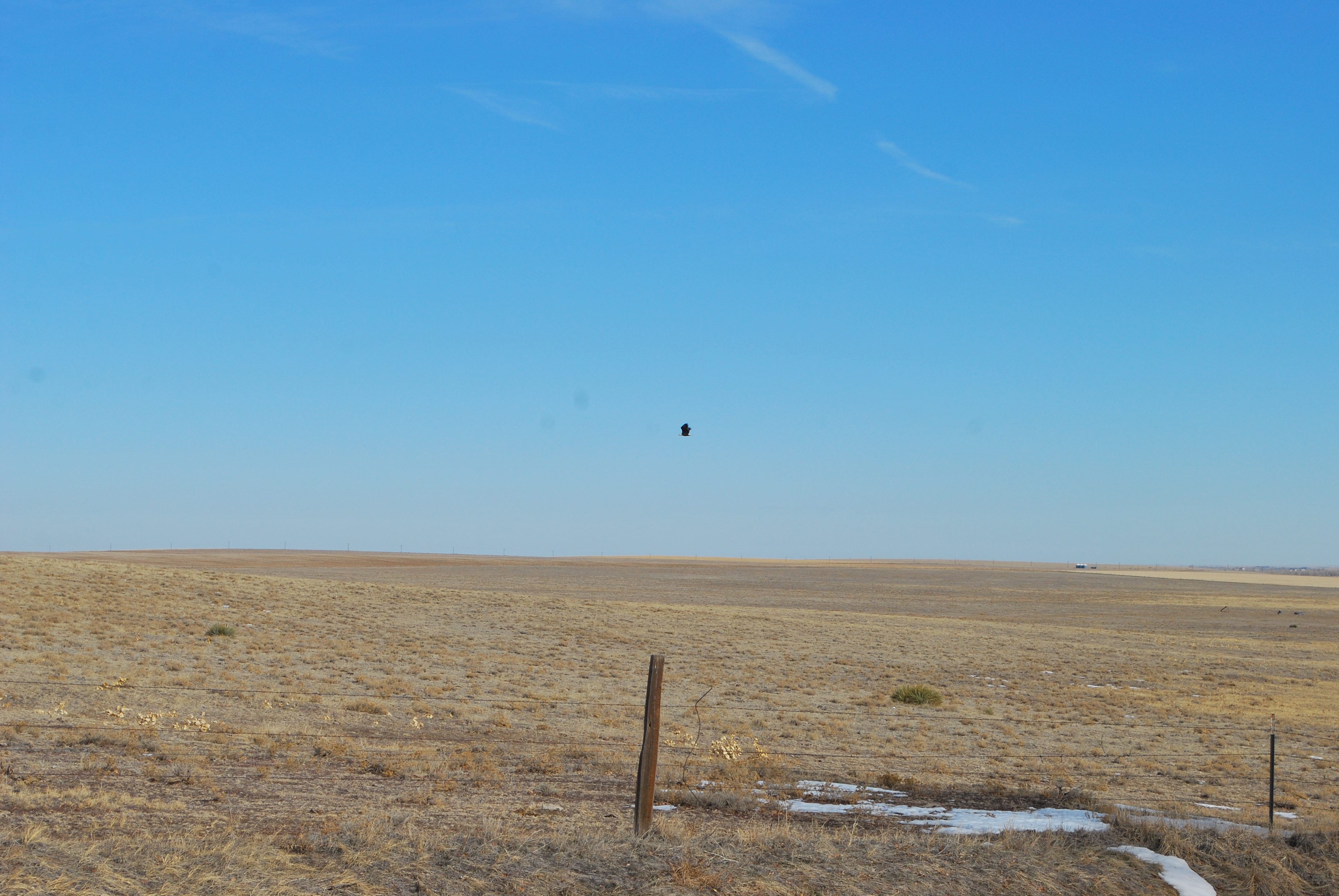 That black dot is a bald eagle.... within a football field of my chickens