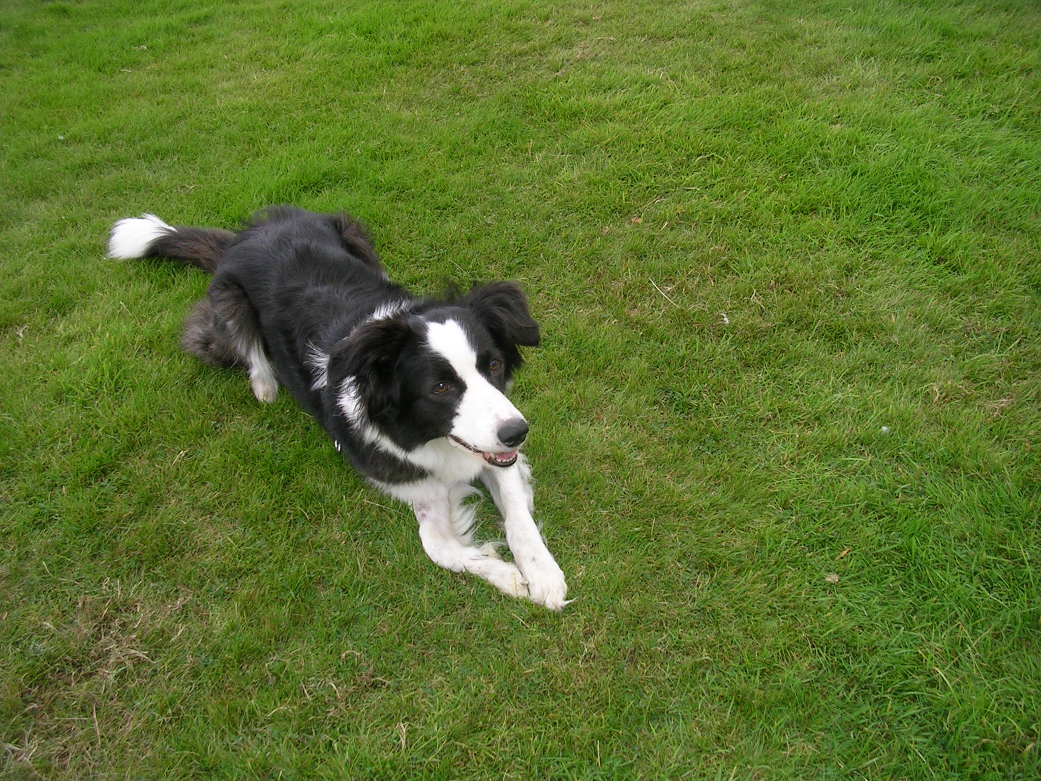 That is my (not so) lil bordie collie