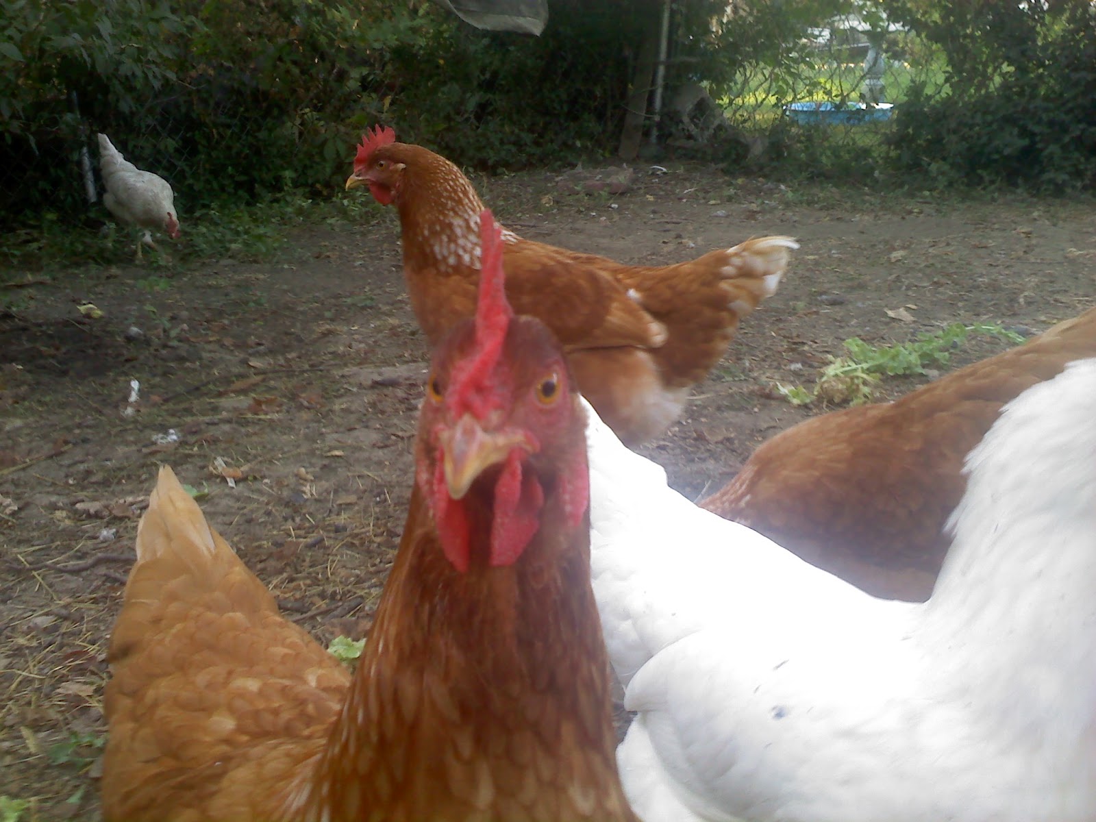that red star in the back is KFC's mom Peu the one in the front is Nugget, white one to the side is Chirp, white one in the back is UBH and red is behind Chirp.
