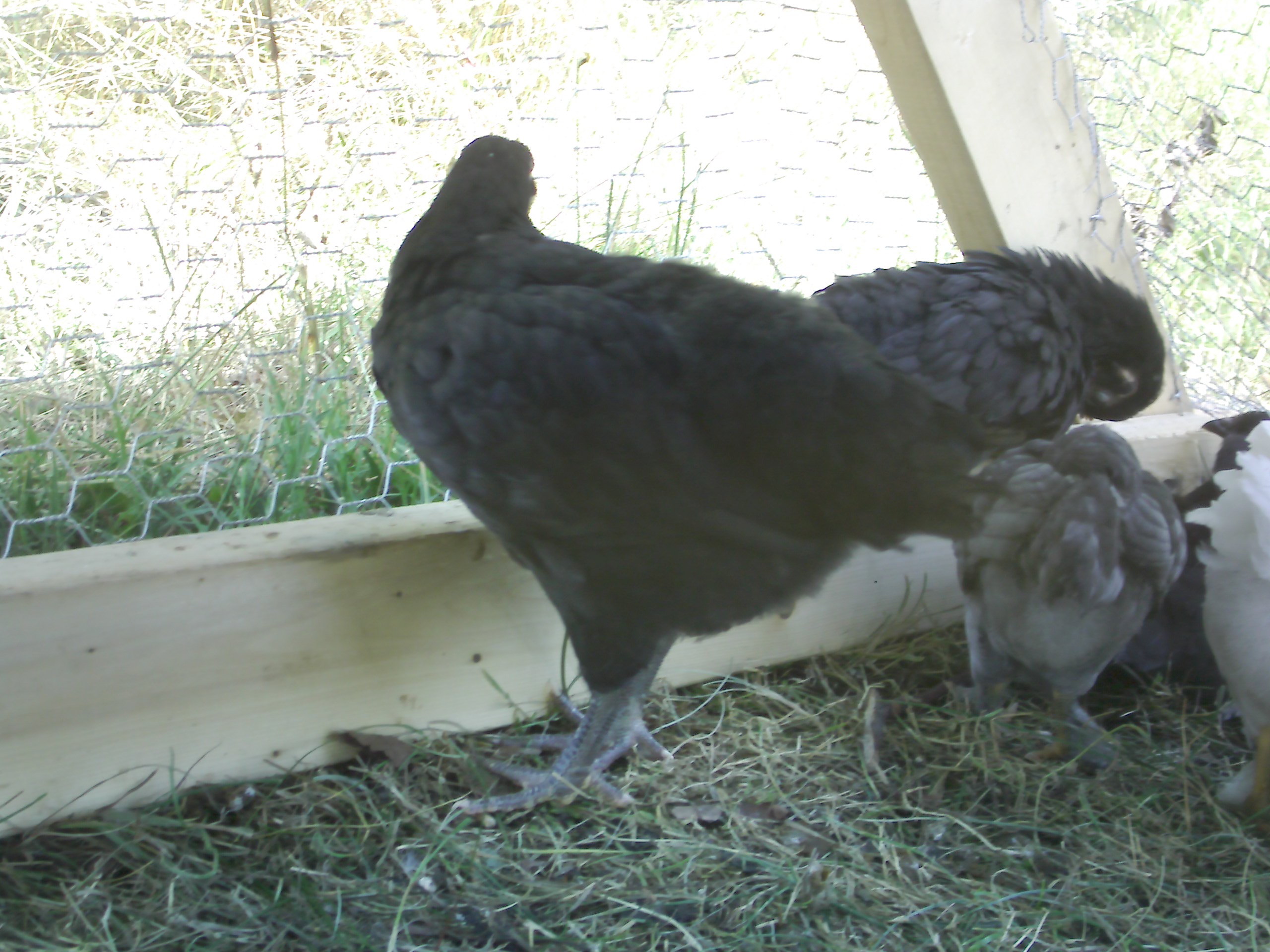 That's 1 of our many black Hens! : )