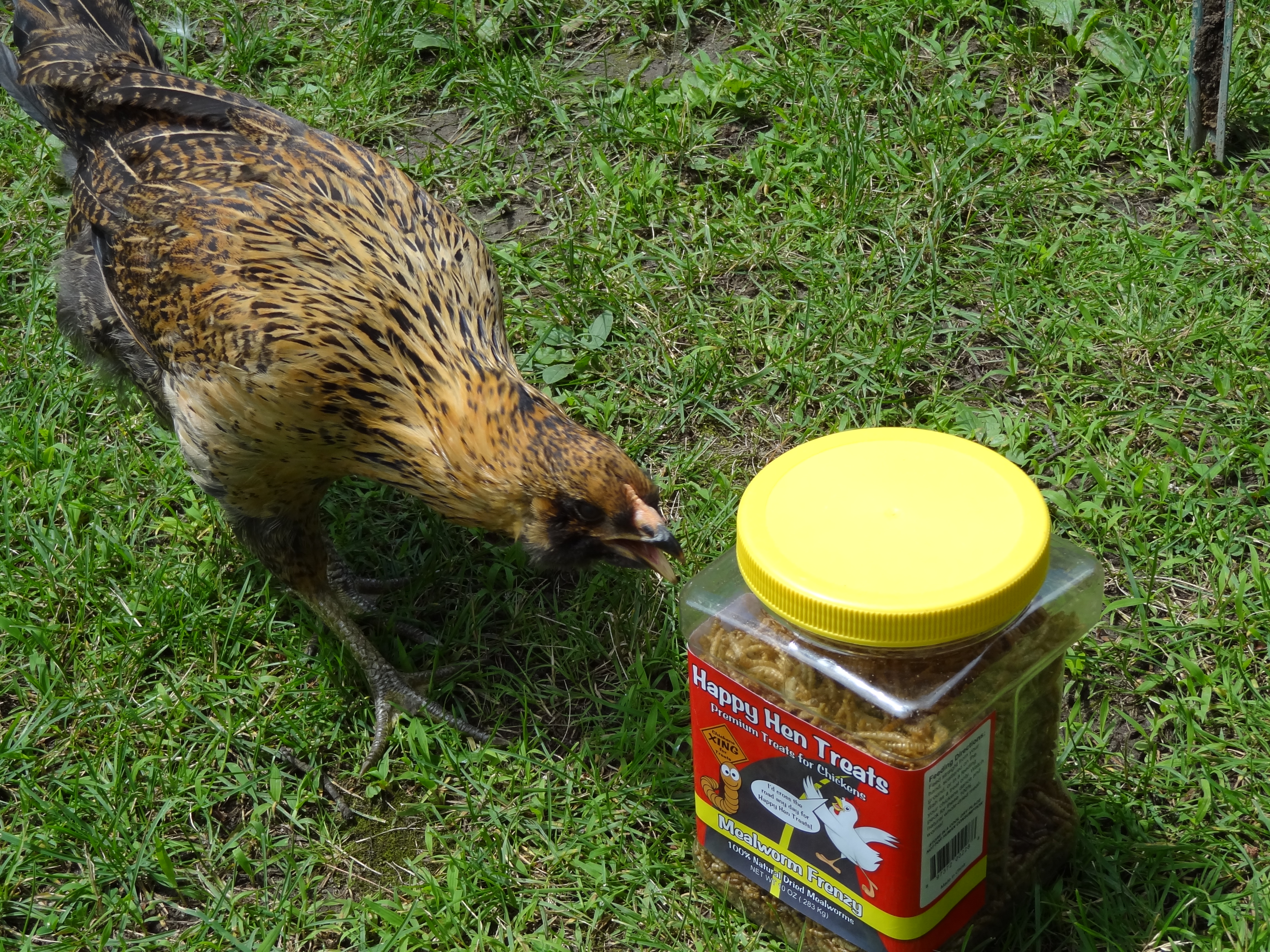 Thats a Happy Hen!!!
