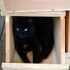 That's for eggs or bunnies not kitties, Neko trying out the nesting boxes