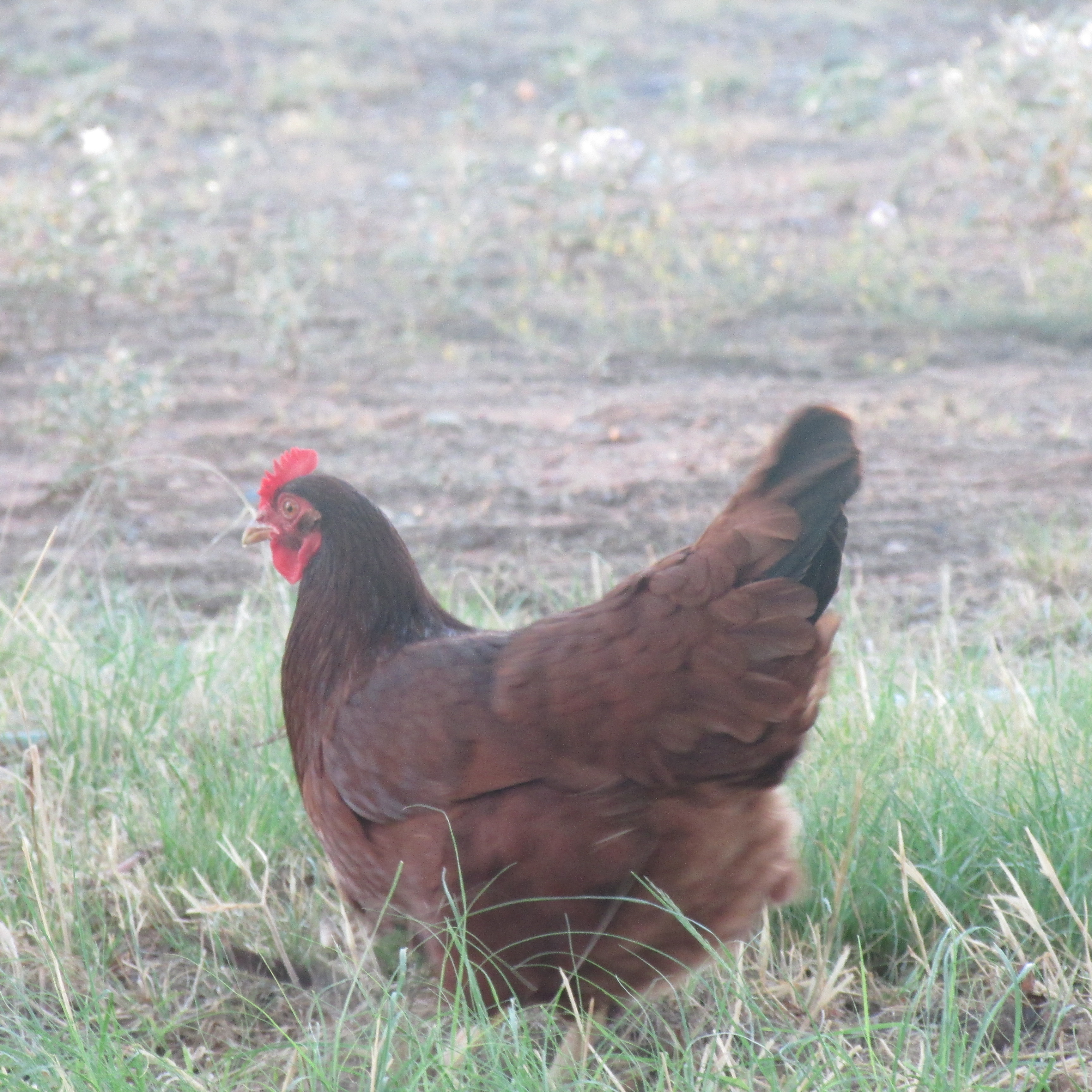 Thats little Dusty(Rhode Island Red)
