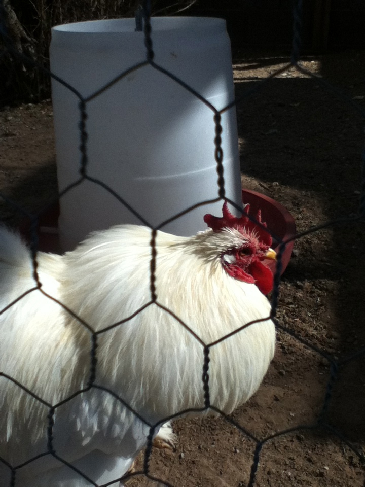 That's my rooster, Simon.