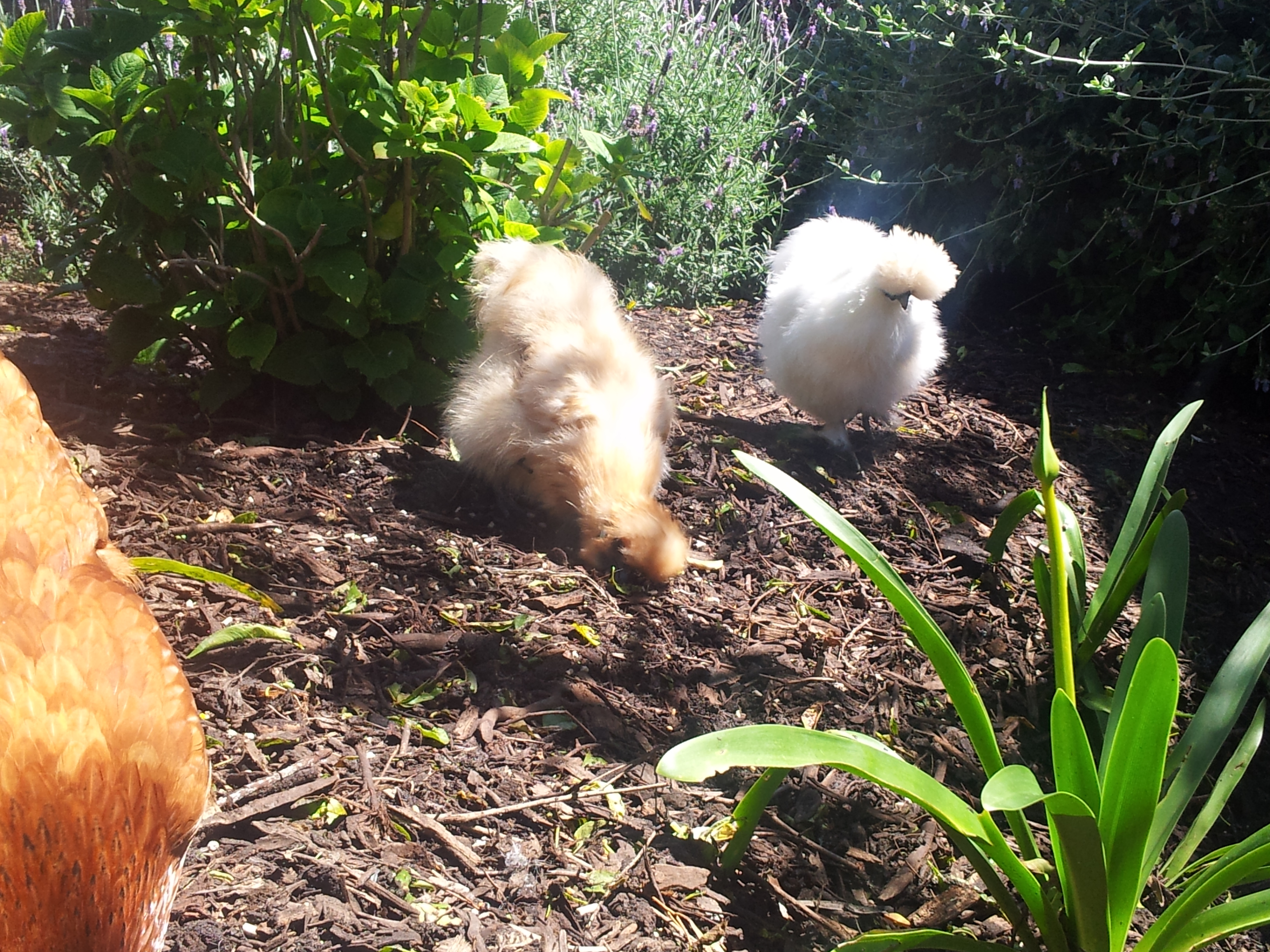 That's Penny (buff) and Lola (white). Lola is so big. I remember when she was a tiny skittish 5 week old. How times have changed.
