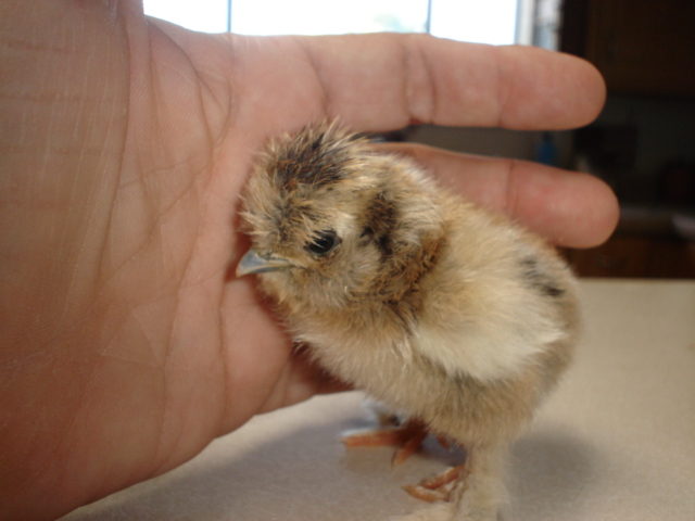 the 1 day old pink footed silkie
