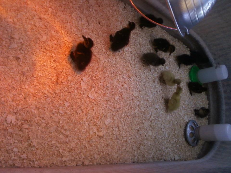 the 11 ducklings from metzer