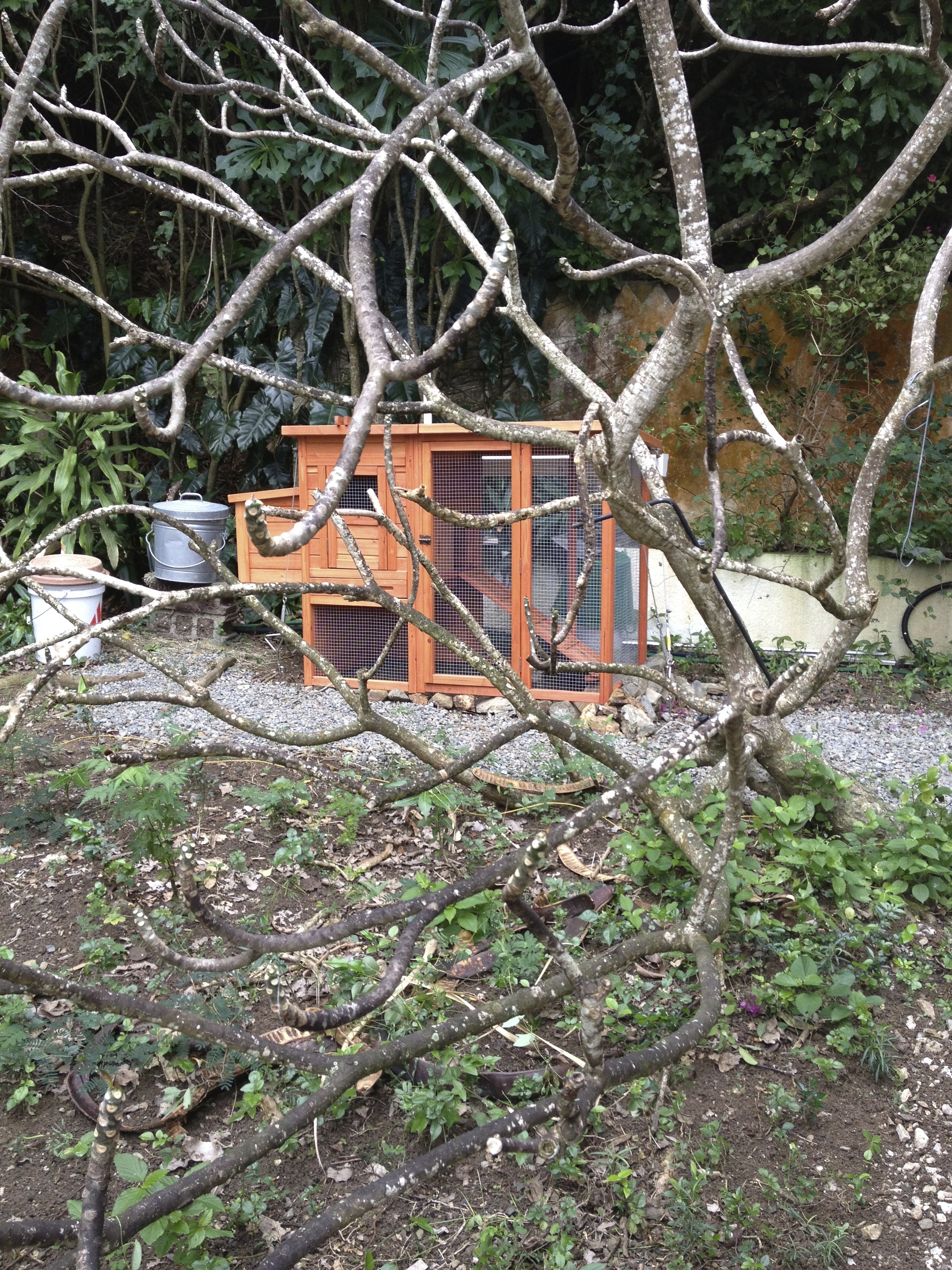 the 1st coop