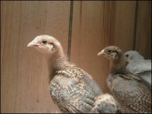 The 2 biggest aj chicks