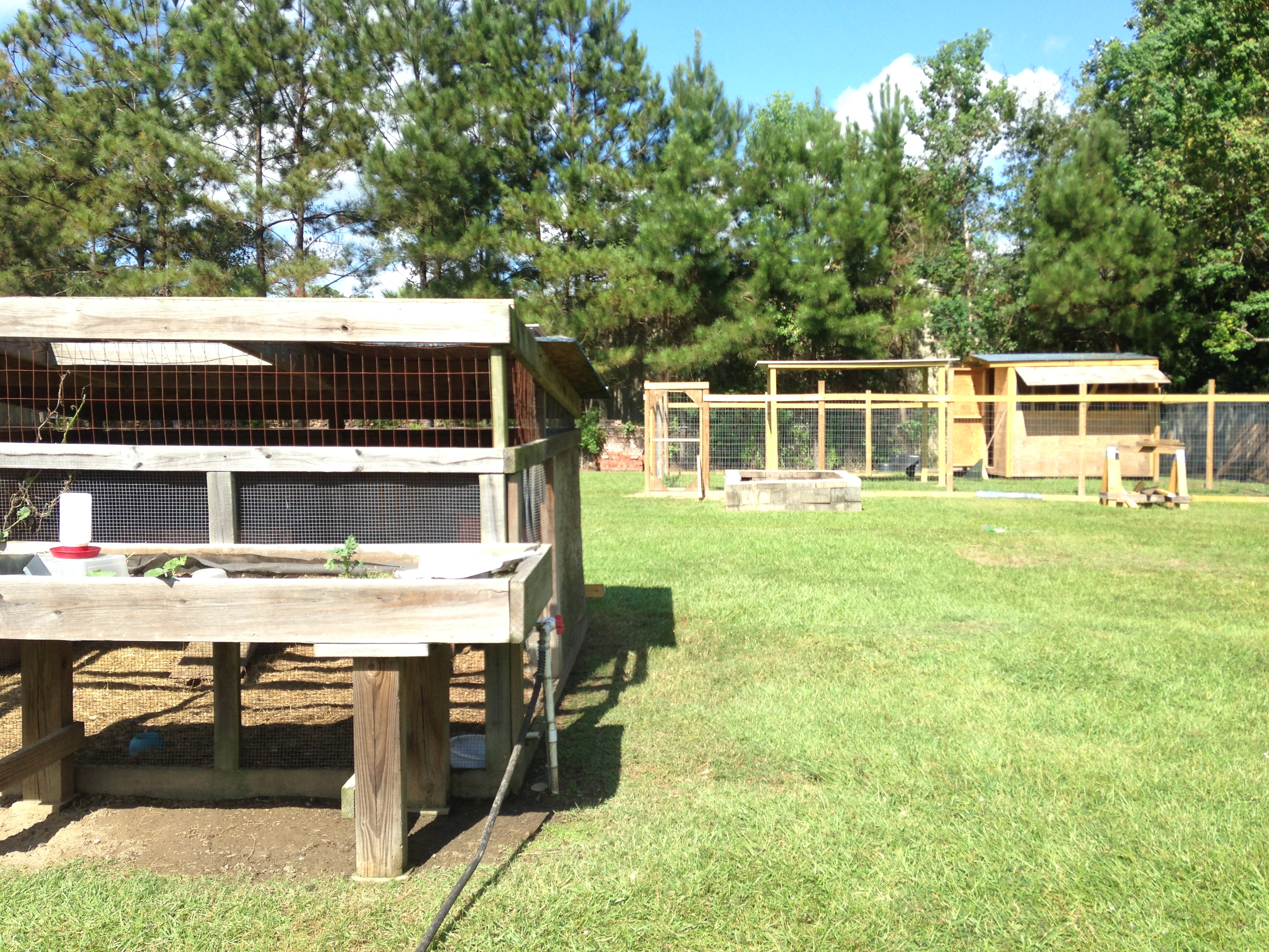 the 2 coops...babies in front teens and hens in back big coop