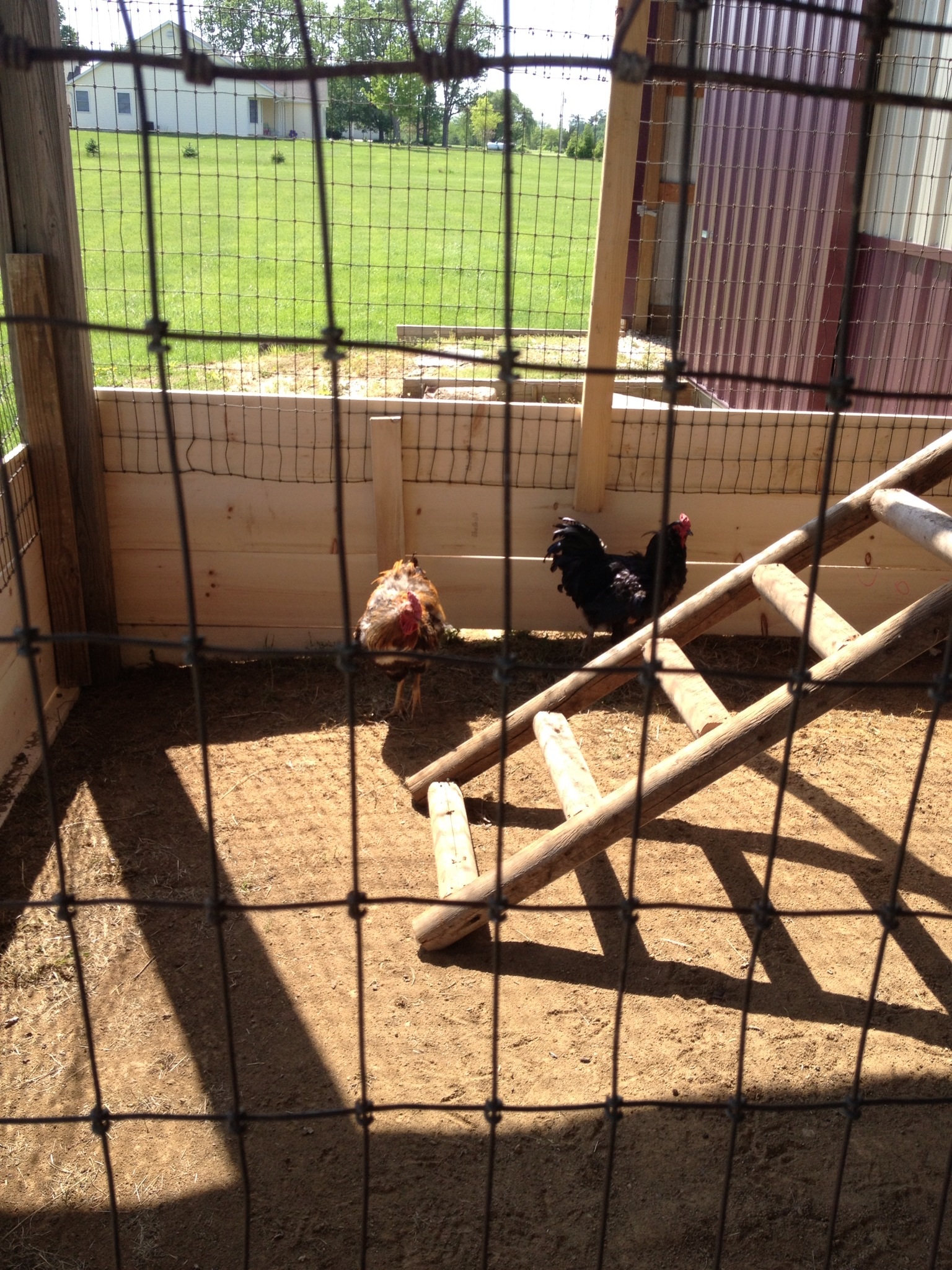 The 2 roosters Starsky and Hutch using the outdoor portion of our coop.