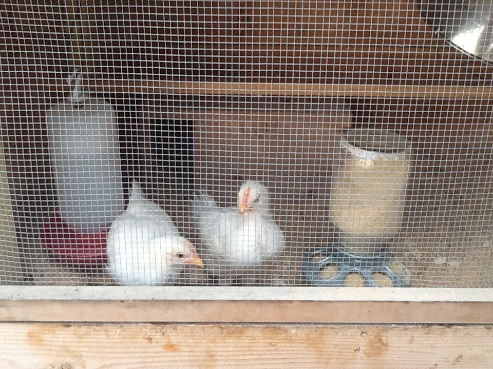 The 2  TJ eggs that made it