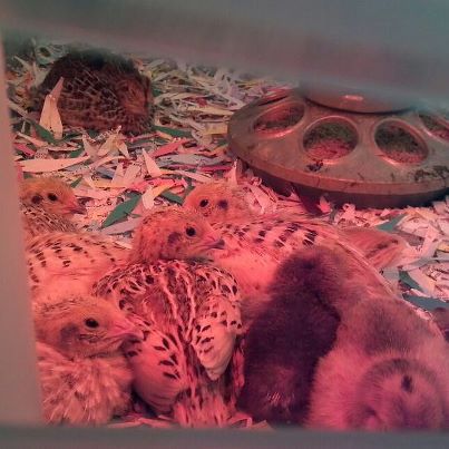 The 2 week old babies that hatched from James Marie. We had a power outage and only the 7 eggs in the center of the bator hatched. They are brooding with D'uccles a week younger