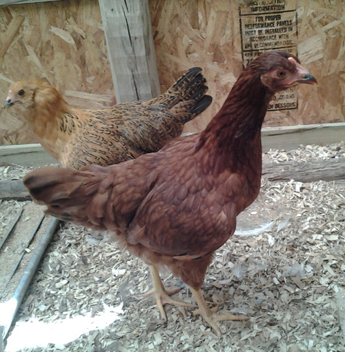 The 2nd red with shorter tail feathers.