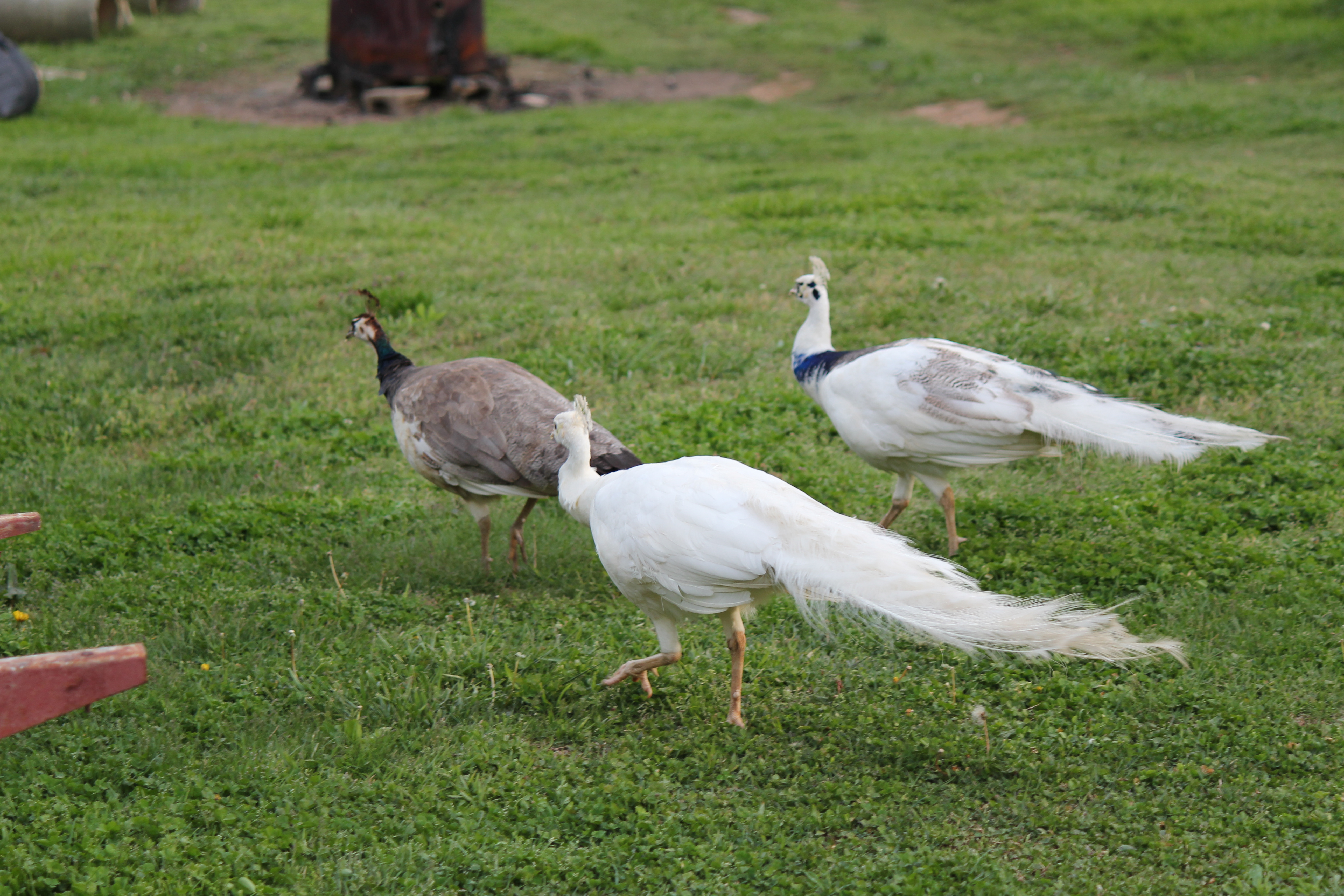The 3 Amigos!