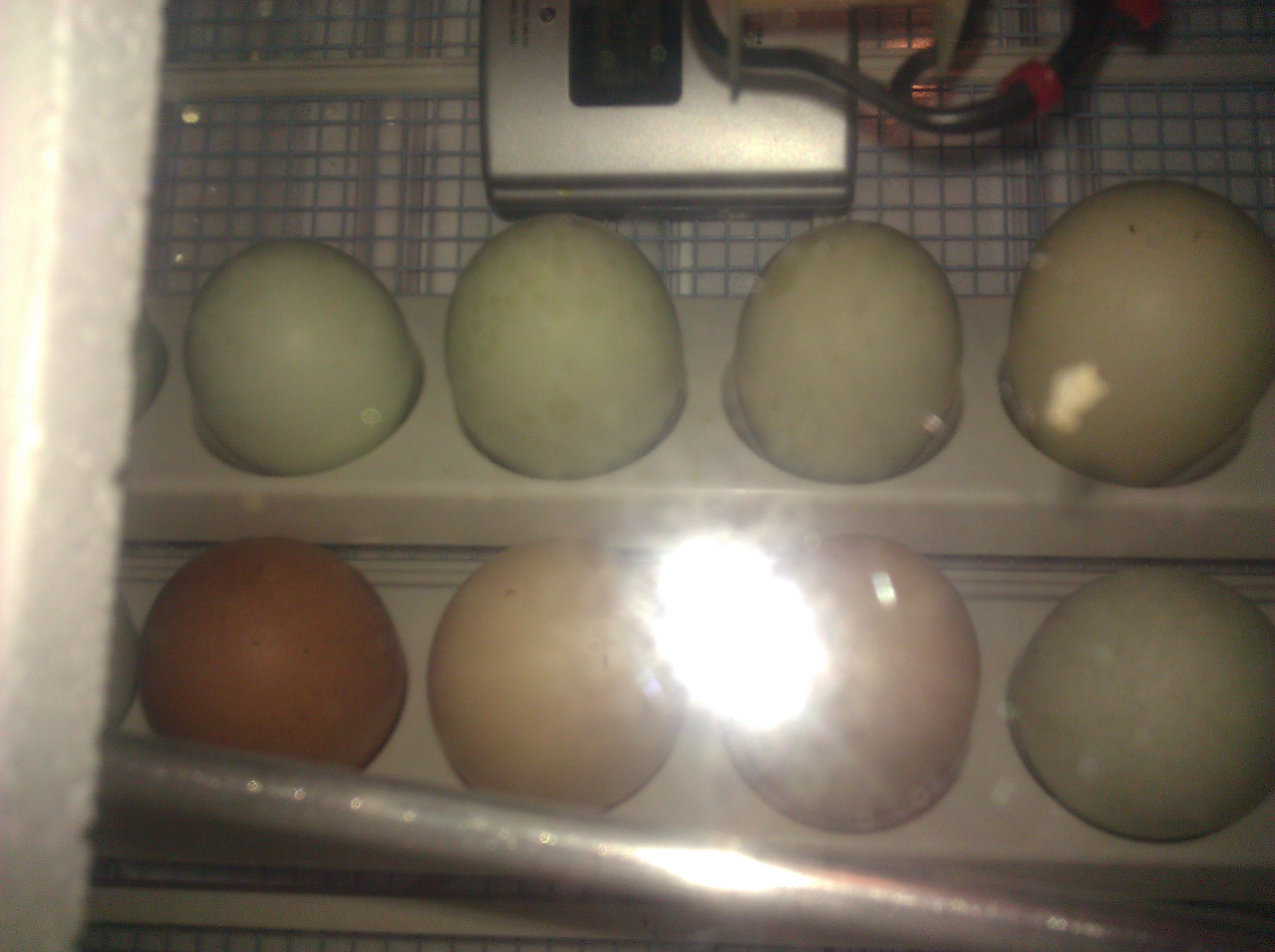 The 3 brown are barnyard mix of ours the rest "awesome araucana" eggs