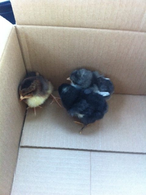 The 3 new chicks in transit for Agway - 1 and 1/2 weeks old - various.  I think the black is a female barred rock but guesses are always welcome!