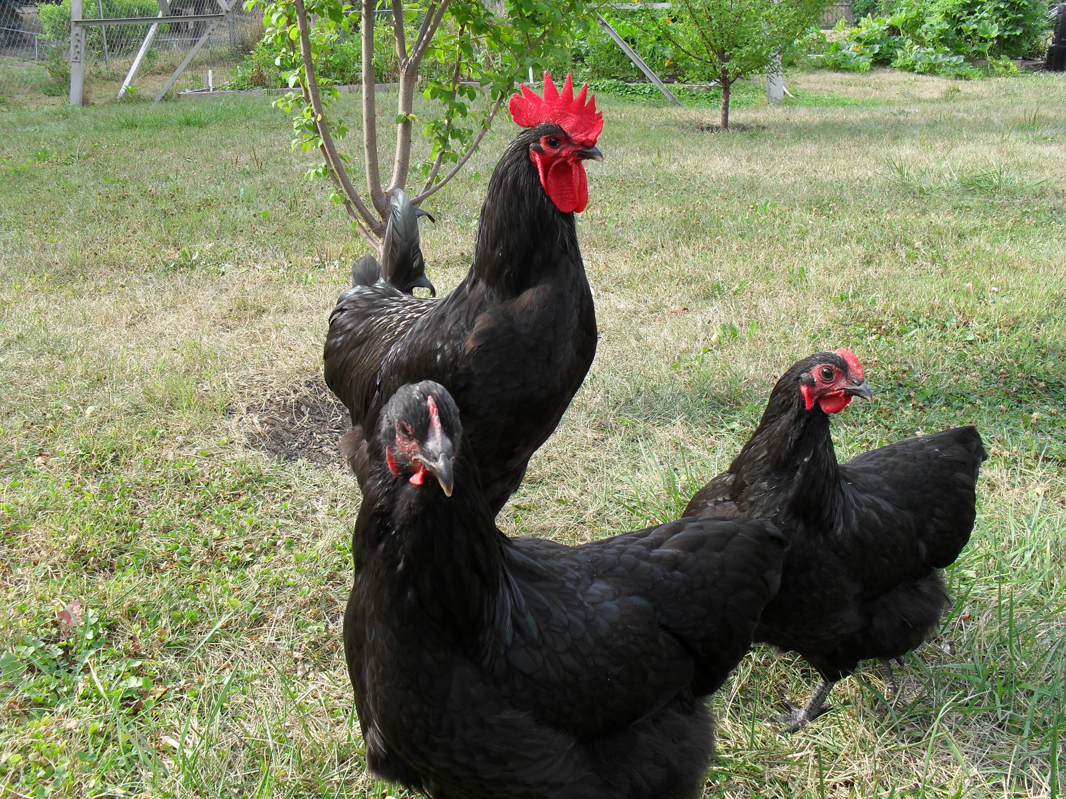 the 3 original Australorps...the General is definitely in charge!