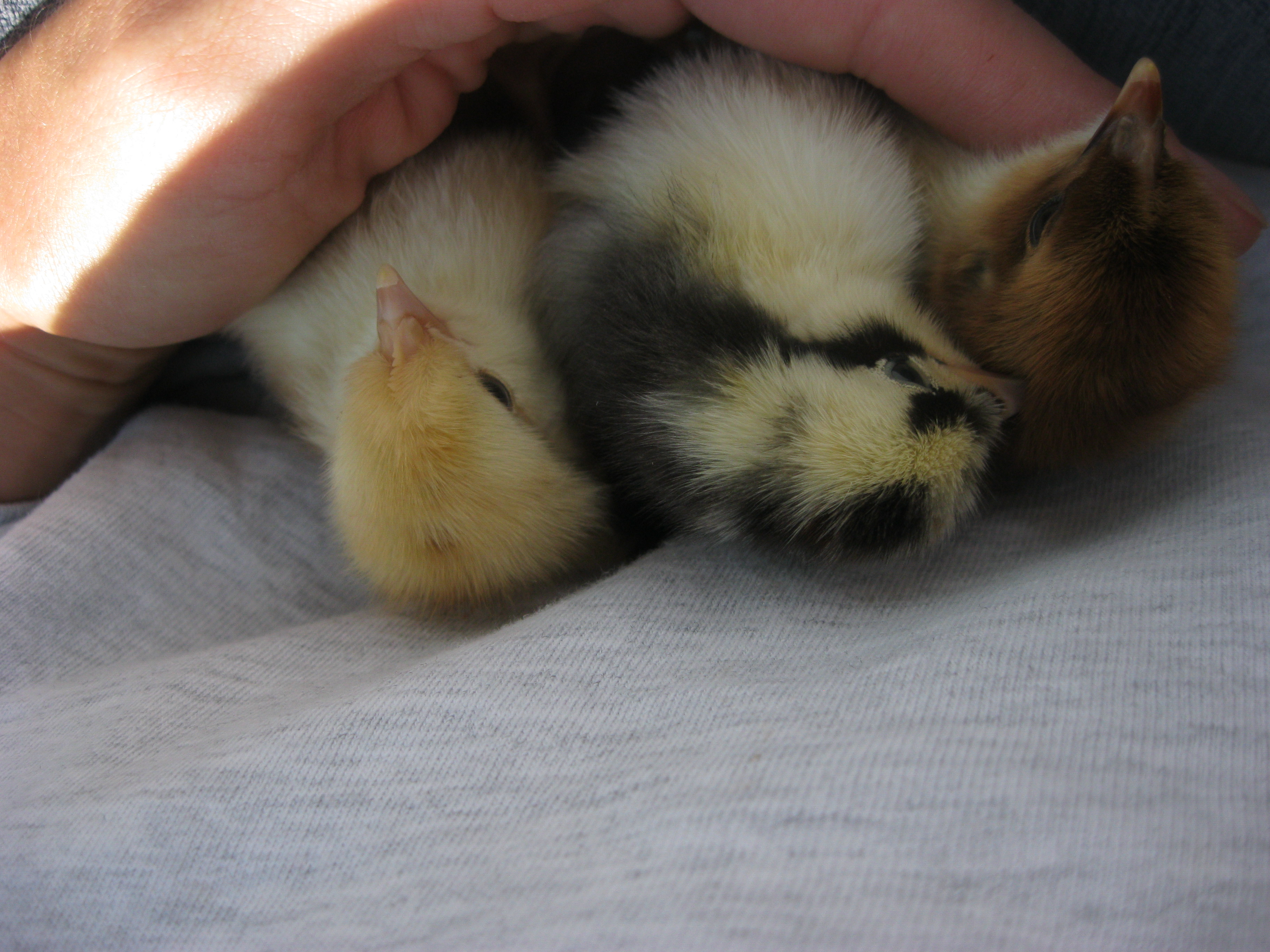 The 3 Swedish Flower Hens