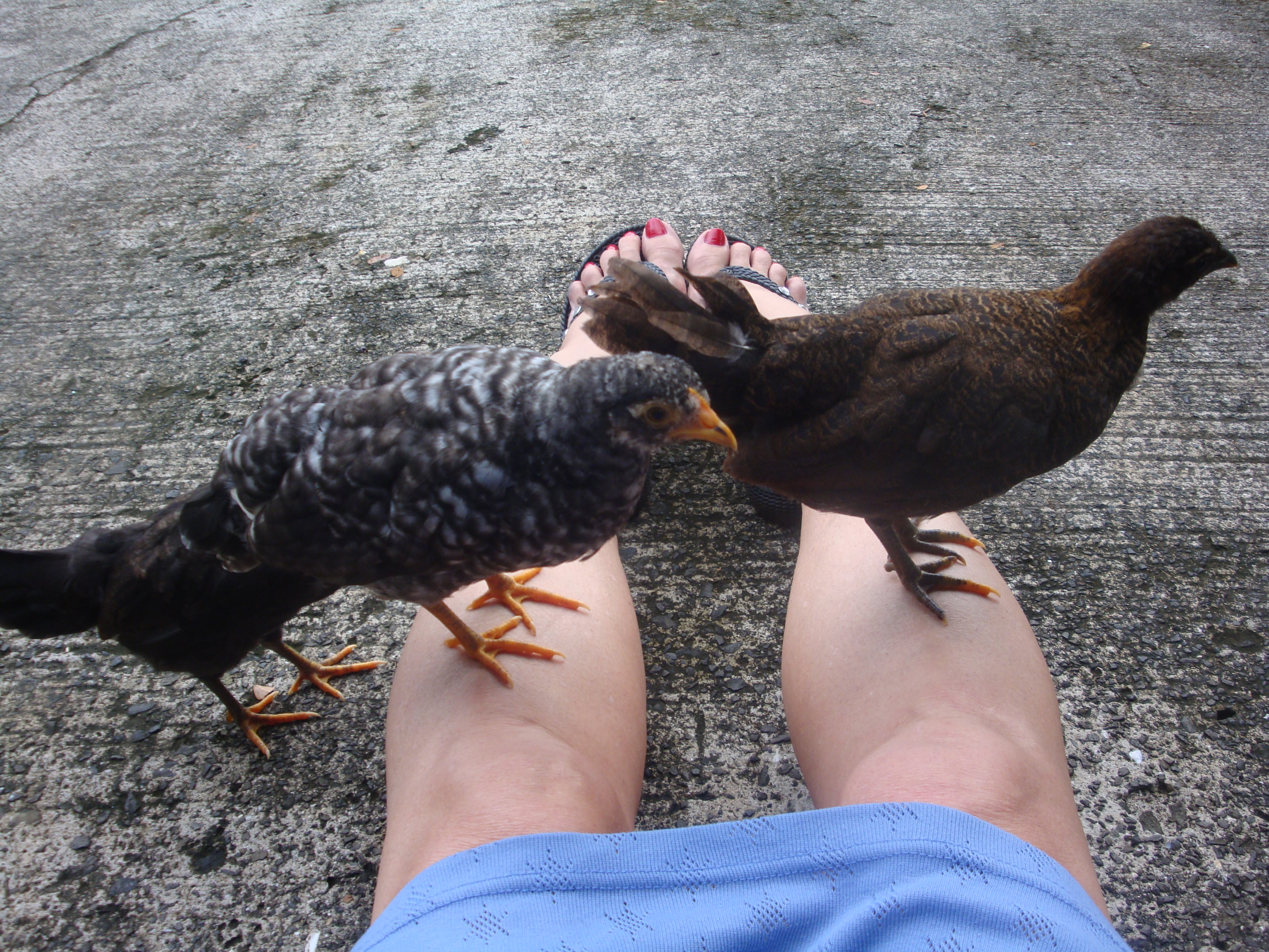 the 3 younguns getting cheeky I must look like a perch.