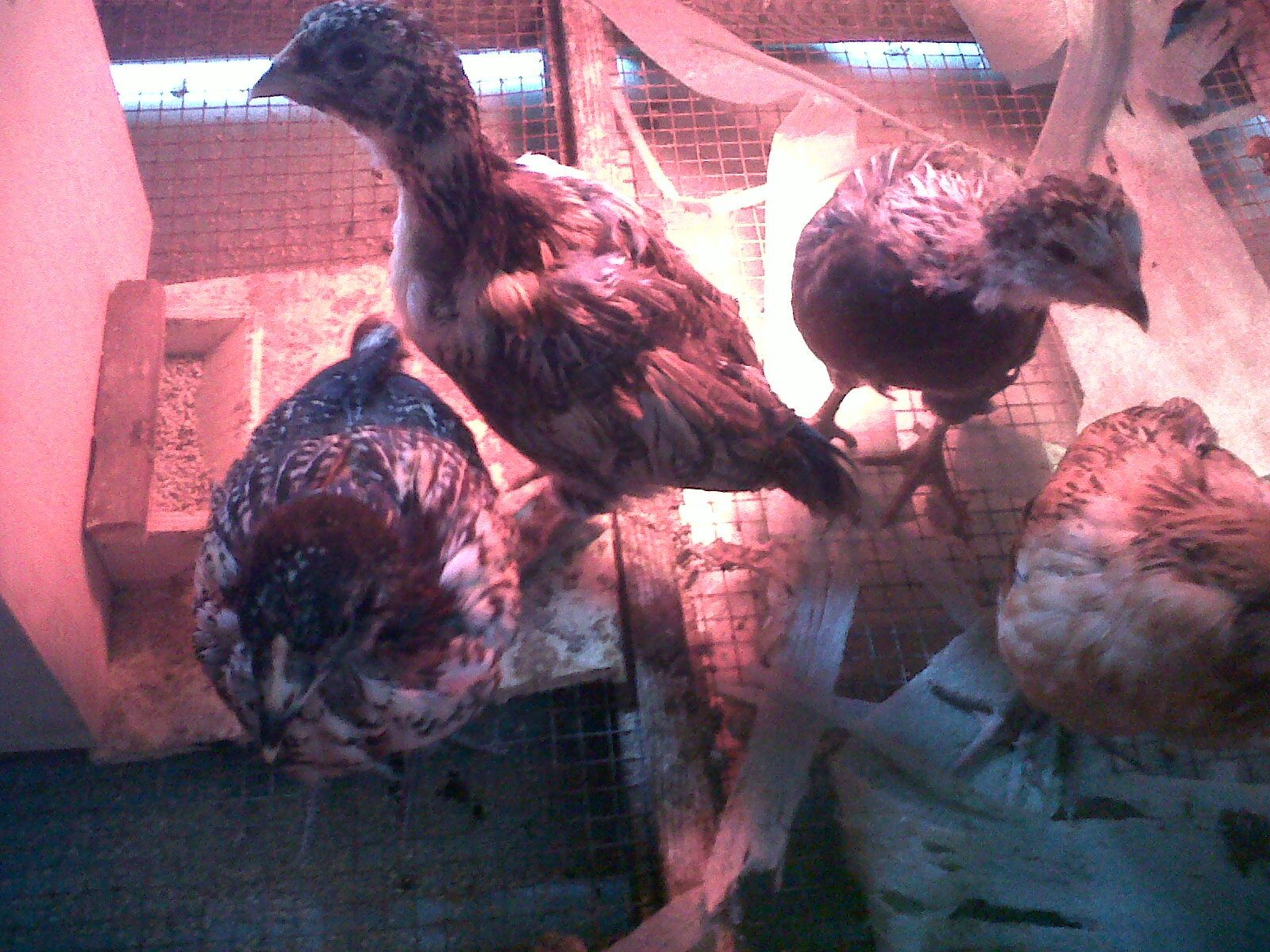 the 4 chicks