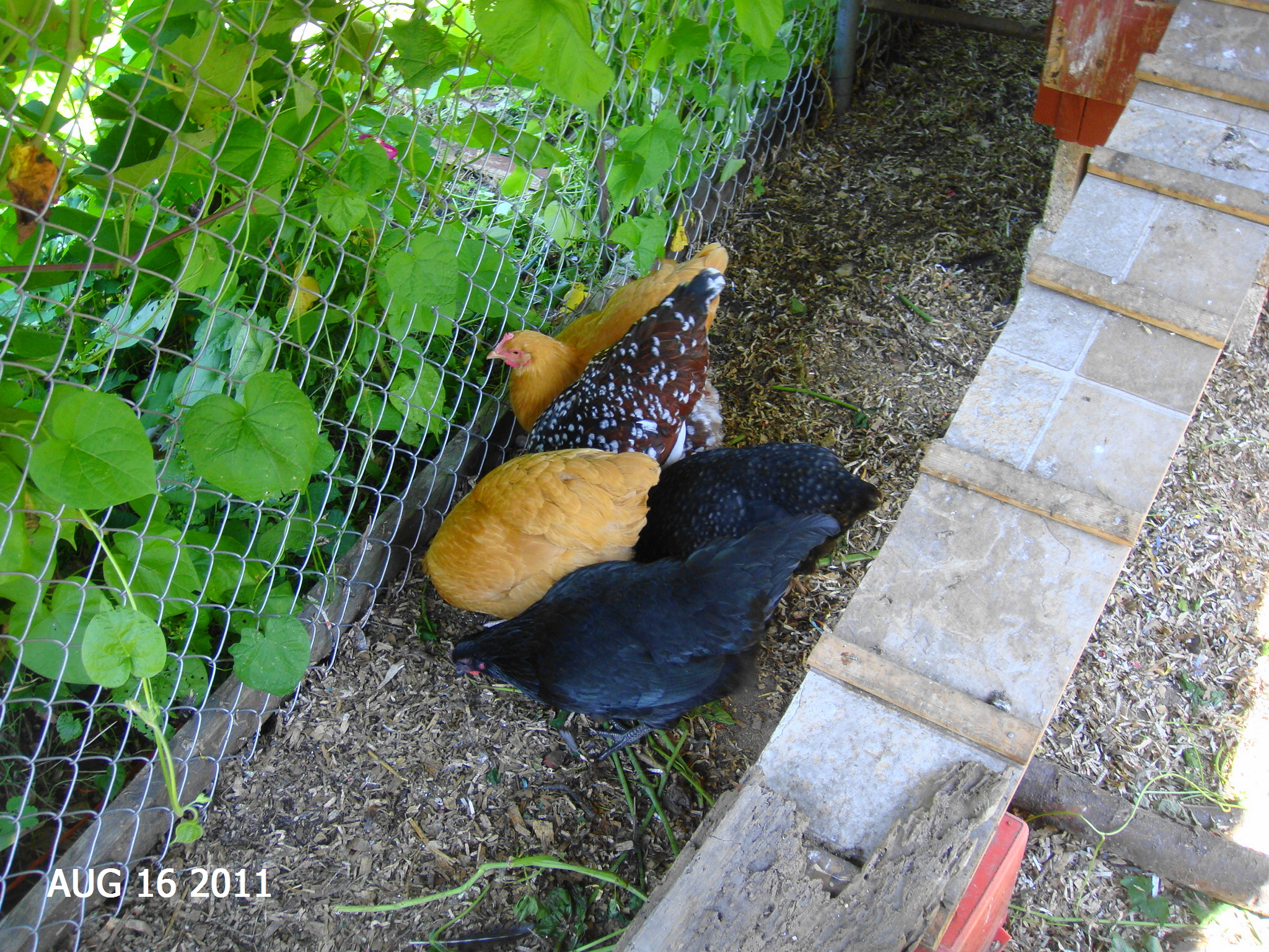 The 5 hens we ended up with after 2 chicks were killed by kipper and 5 roosters were returned to Daron.
