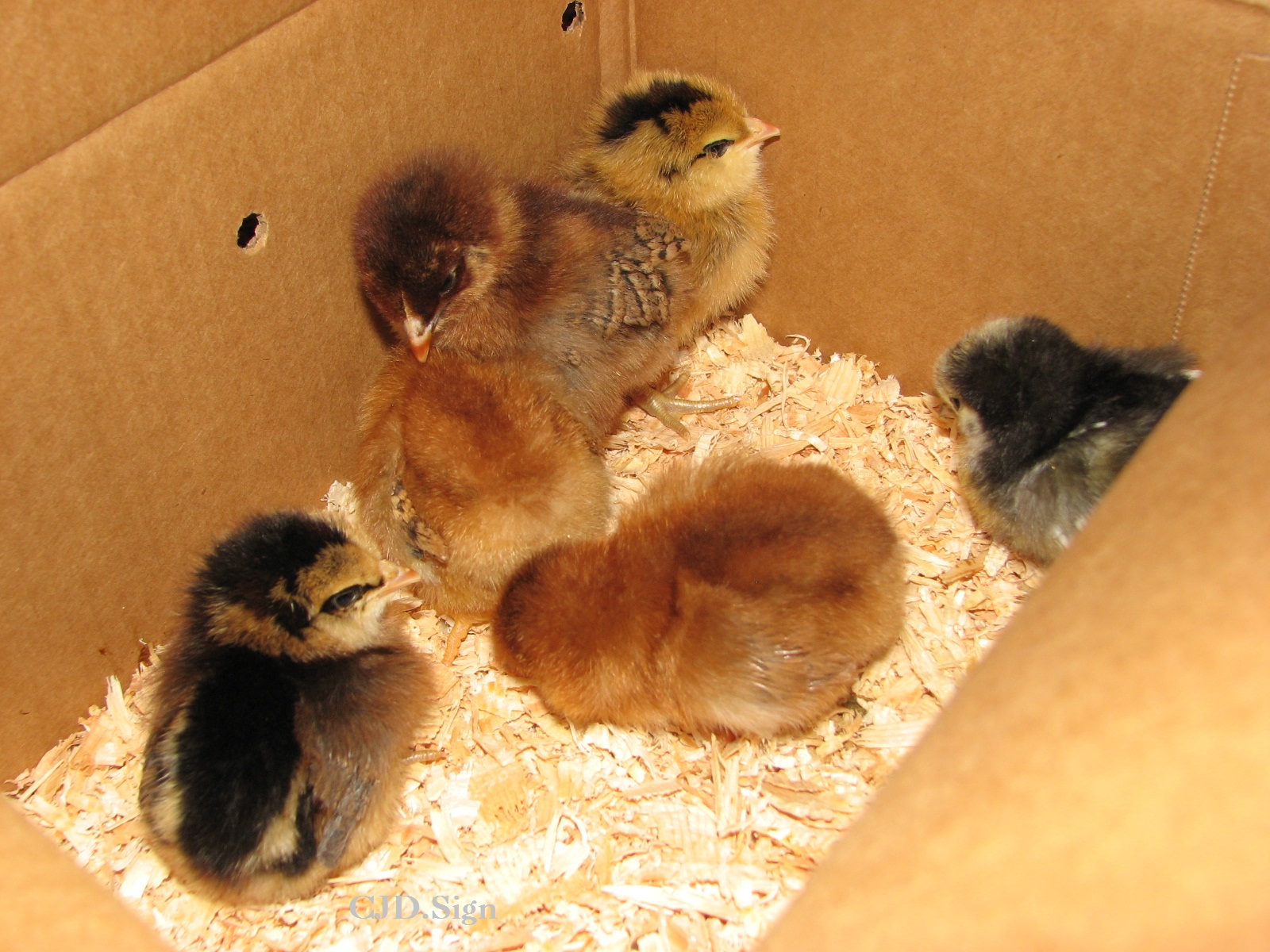 The 6 girls all quiet from the trip home.