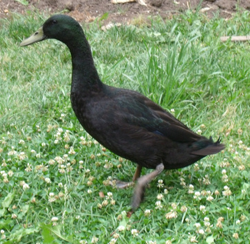 The alpha Black Runner.  This guy didn't have any ruffled feathers on his neck because no one dominated him.  He, on the other hand, let everyone else know he was boss by grabbing THEM by the neck!  Meanie, but pretty.