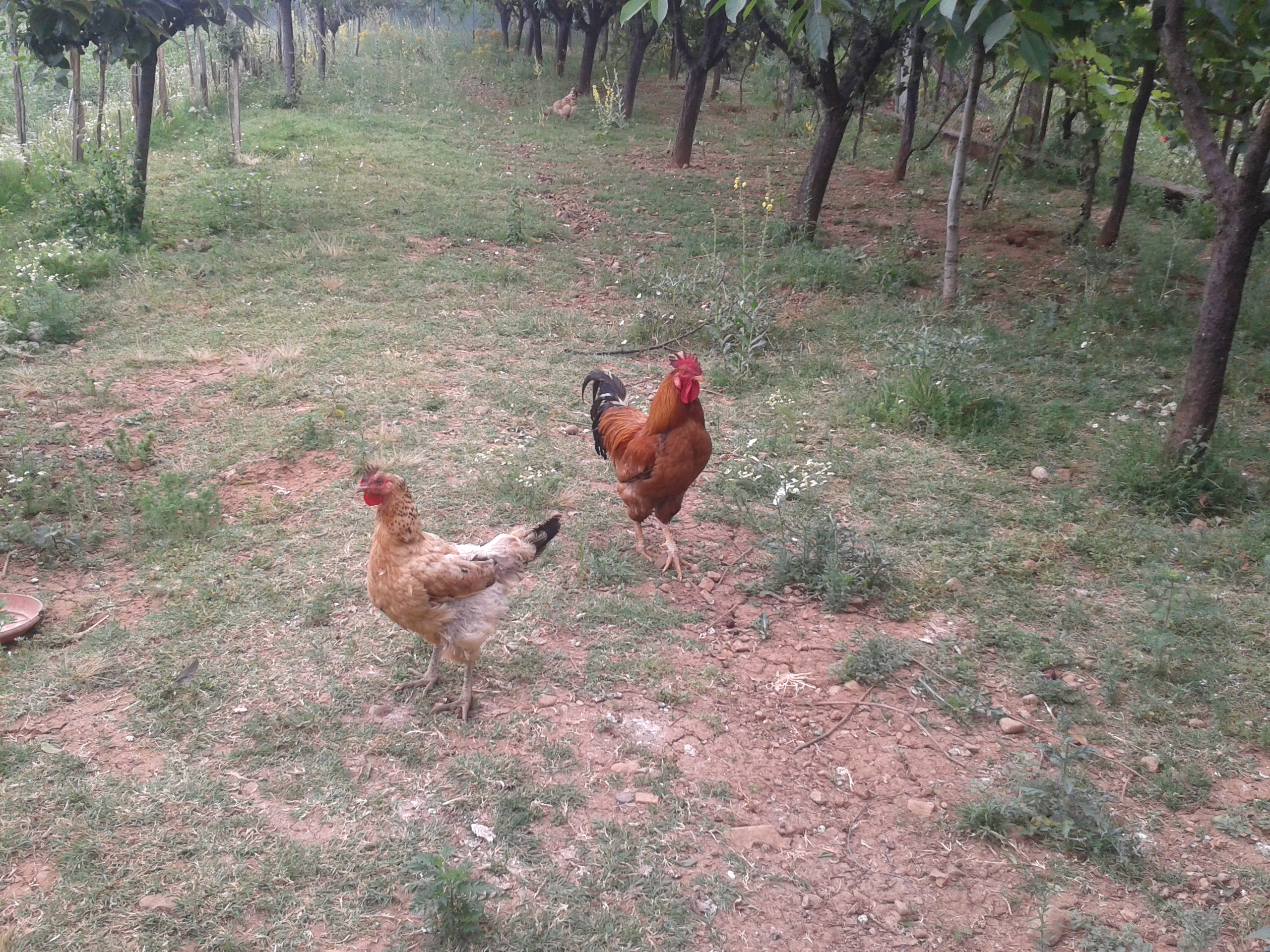 the alpha rooster with one of last year's chicks. they were both hatched by the same hen.