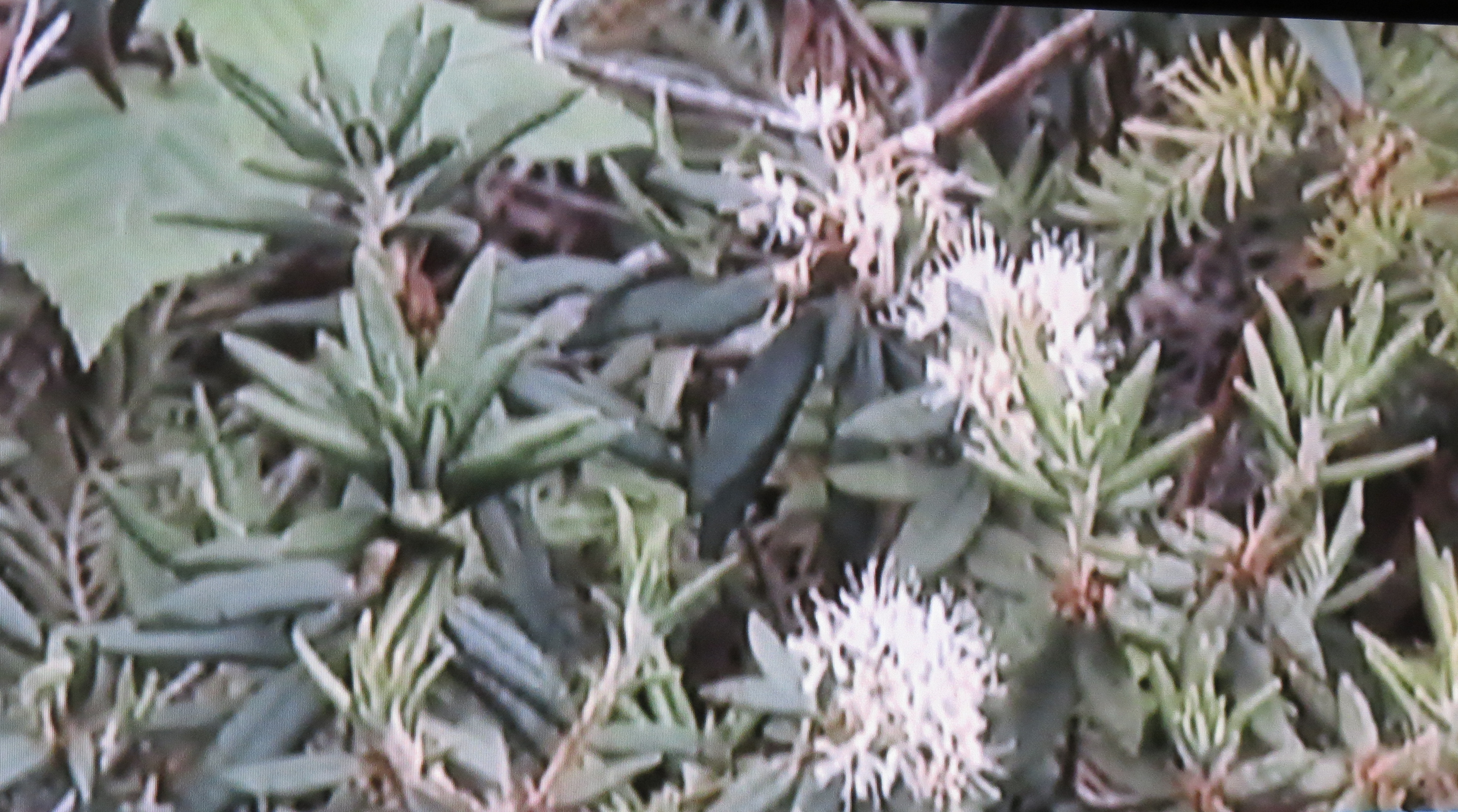 The Alpine Garden is a broad plateau, high above treeline on the eastern shoulder of Mt. Washington.  The higher you go up the mountain the smaller the trees become.