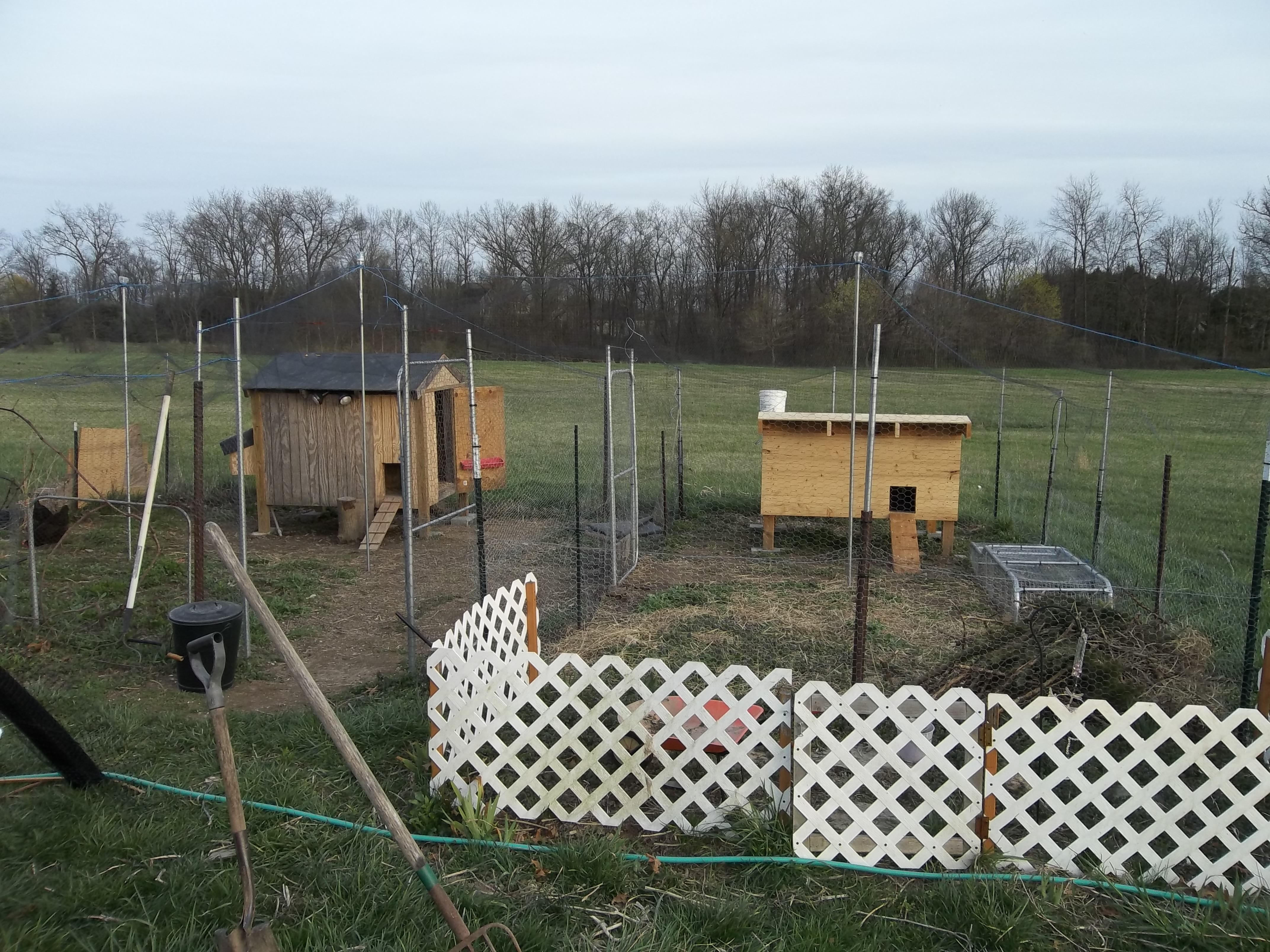 the animal complex, hens on the left and rabbit colony on right