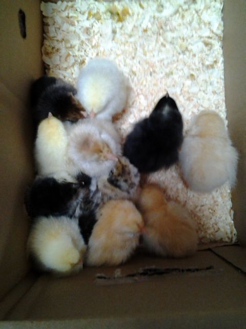 The arrival of the babes via mail in the early morn
