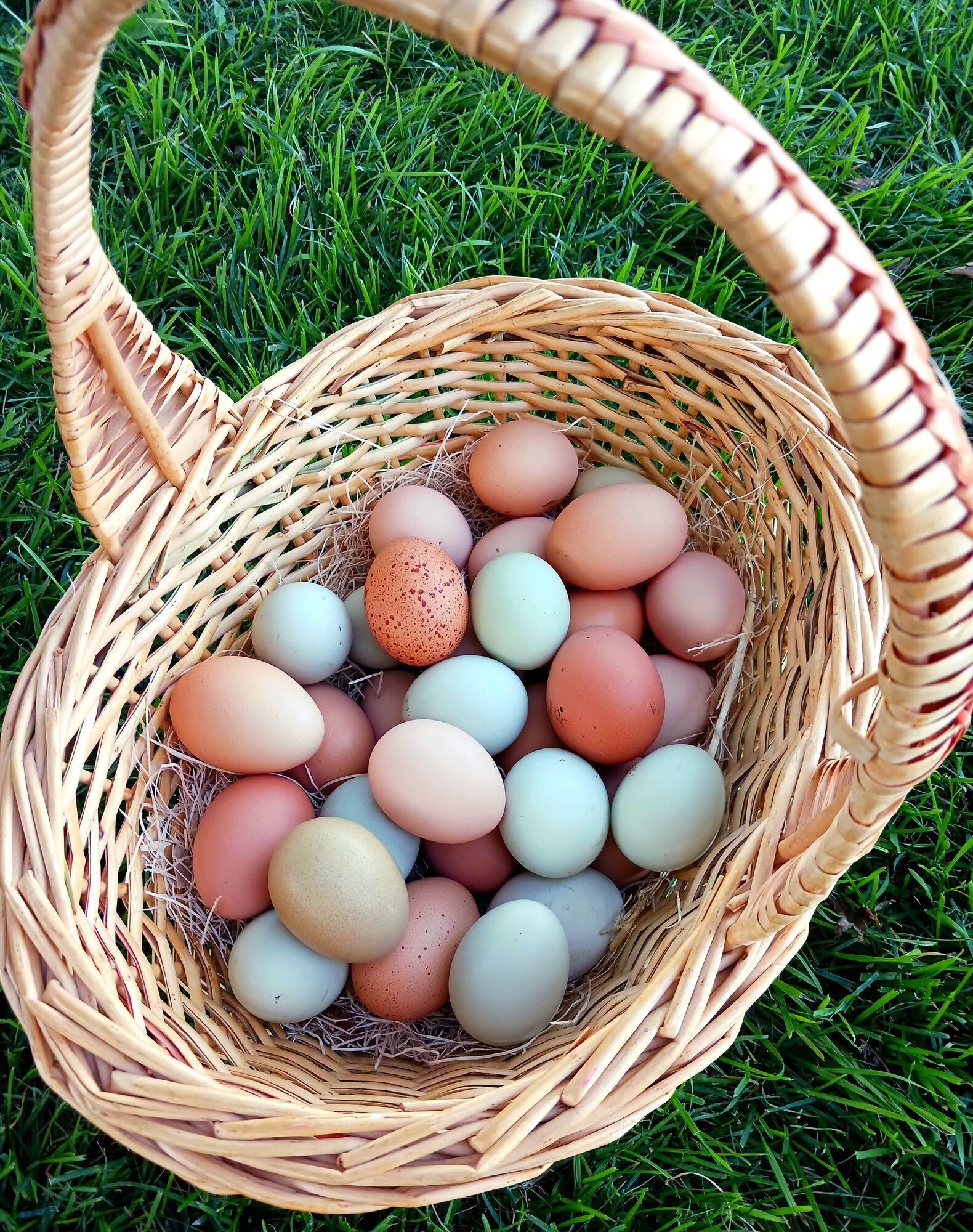 The Artistry of Eggs—A Still Life Photo Contest 1.jpg