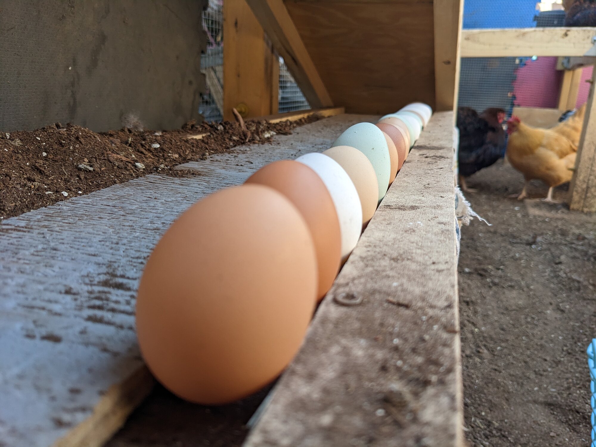 The Artistry of Eggs—A Still Life Photo Contest 4.jpg