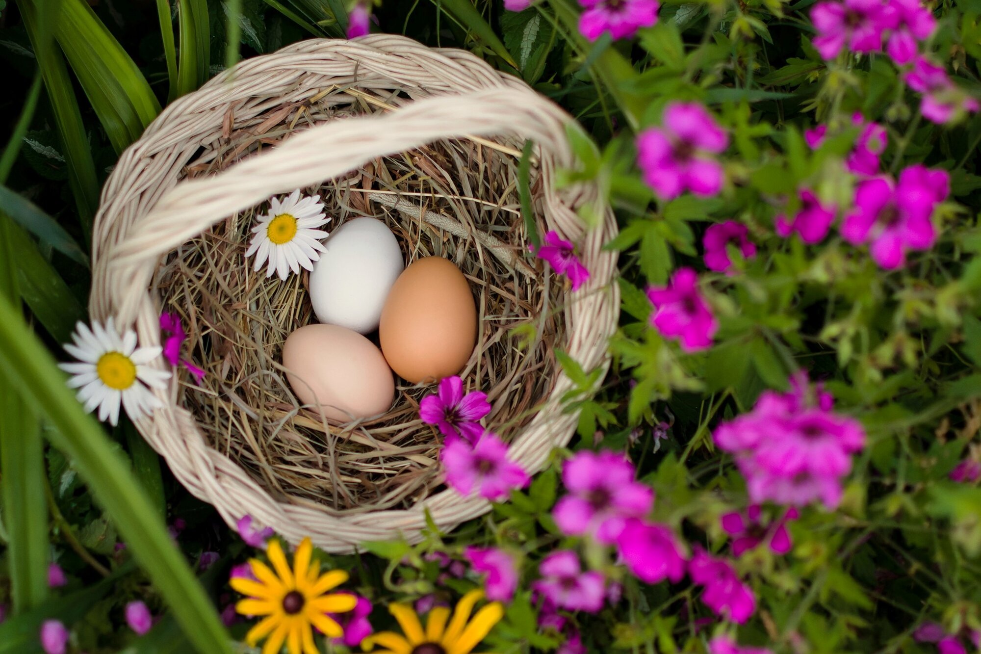 The Artistry of Eggs—A Still Life Photo Contest 6.jpg