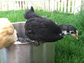 The australorps are looking less like penguins every day.