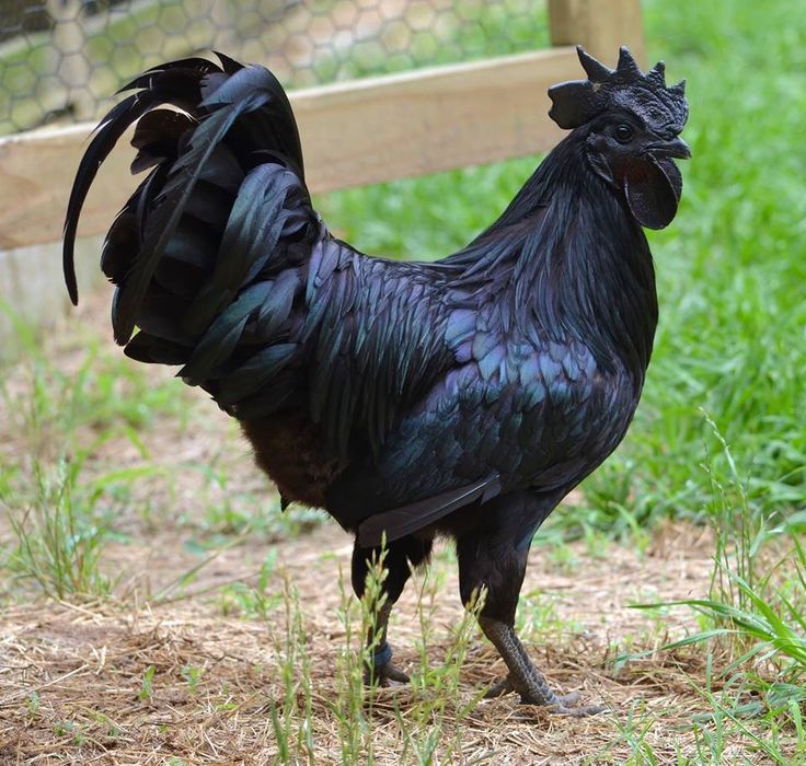 The Ayam Cemani breed of chicken. The tongue and inside of its mouth are black, along with its skin and feathers. Gorgeous birds that run about $2500 bucks apiece. Earlier this year (2013) eight hatching eggs sold on Ebay for close to $1400.