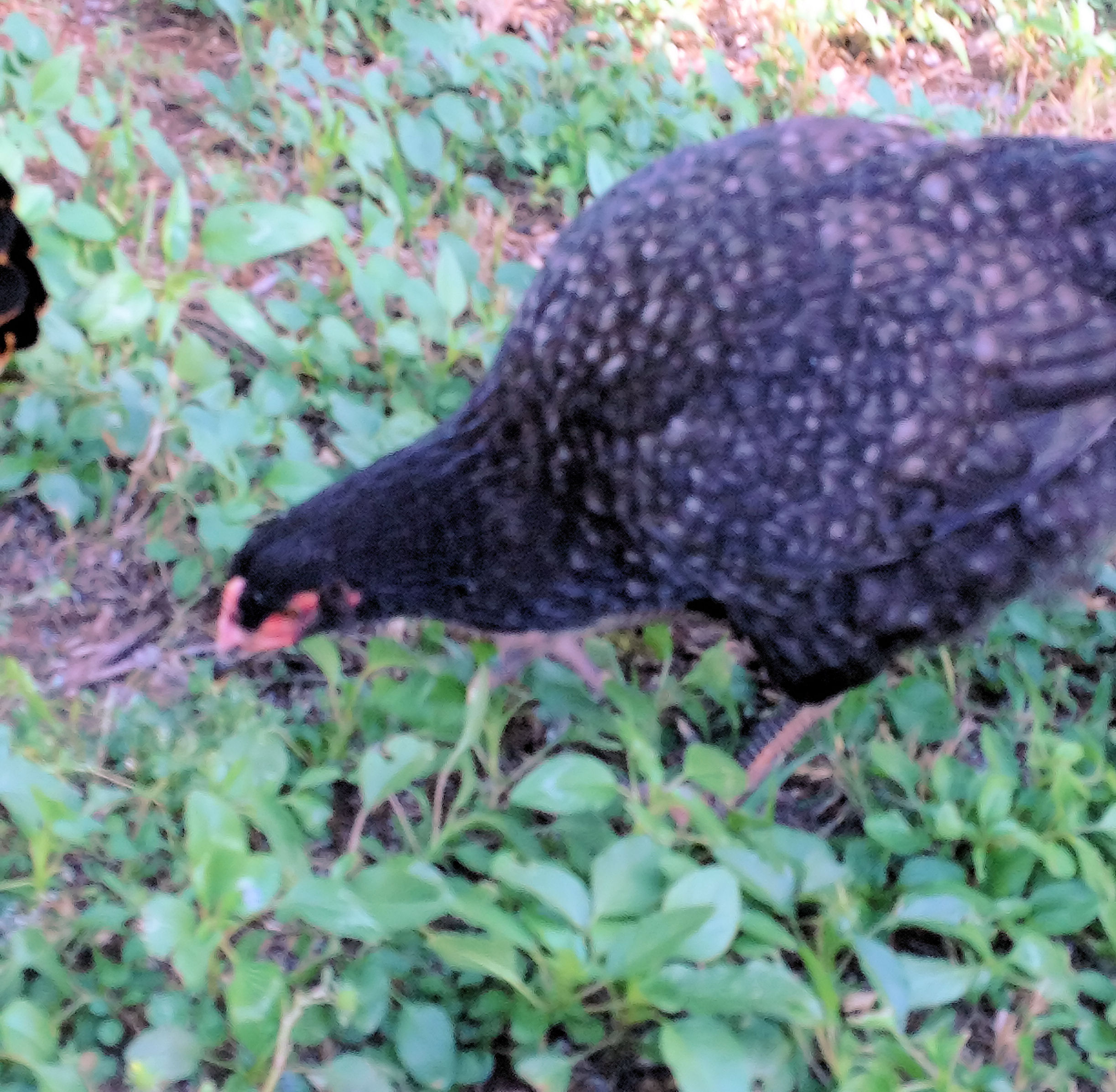 The Babies are 9 Weeks Old! Here is Carerra (Cukoo Maran)