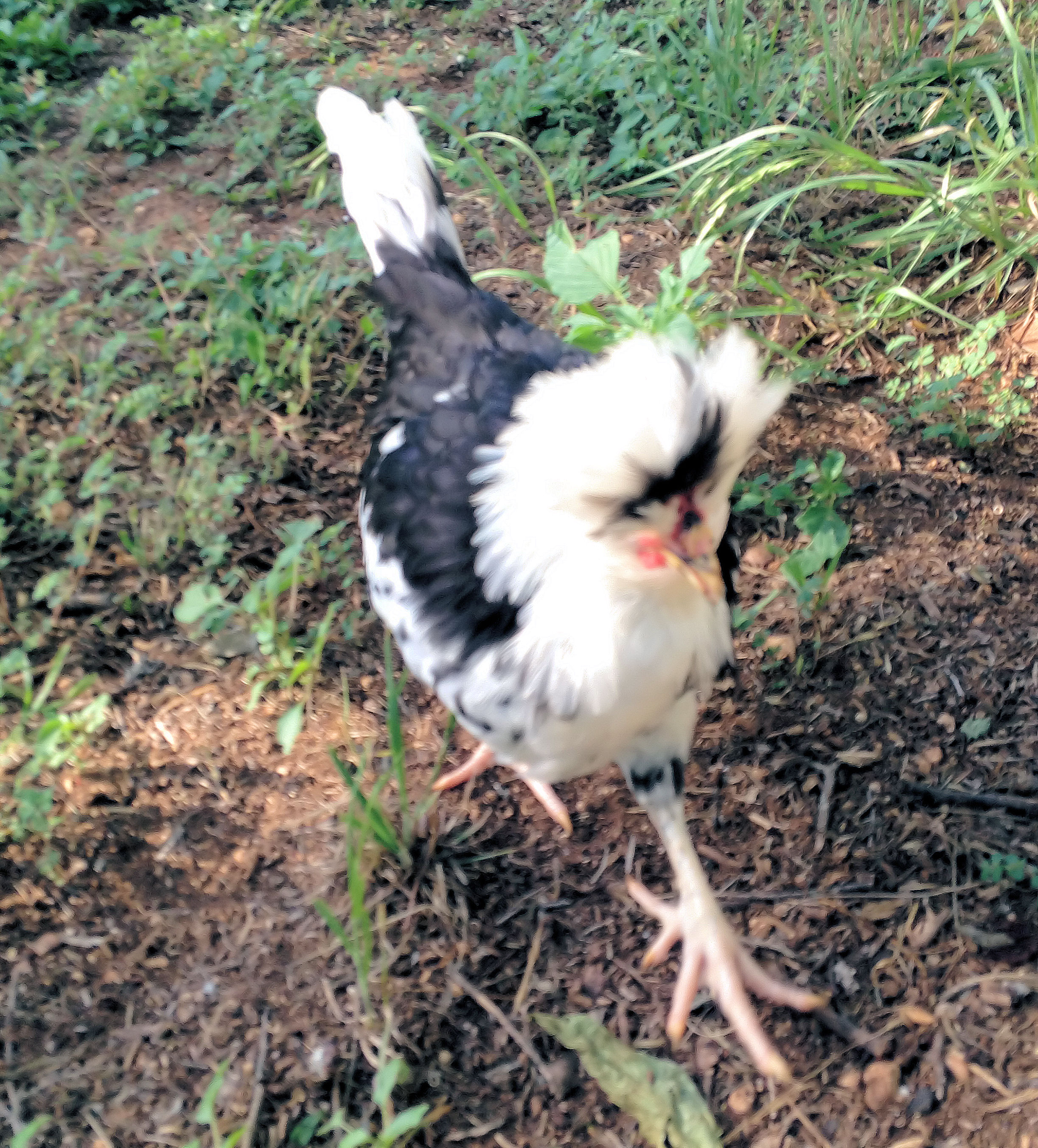 The Babies are 9 Weeks Old! Here is Domino (Mottled Houdan)