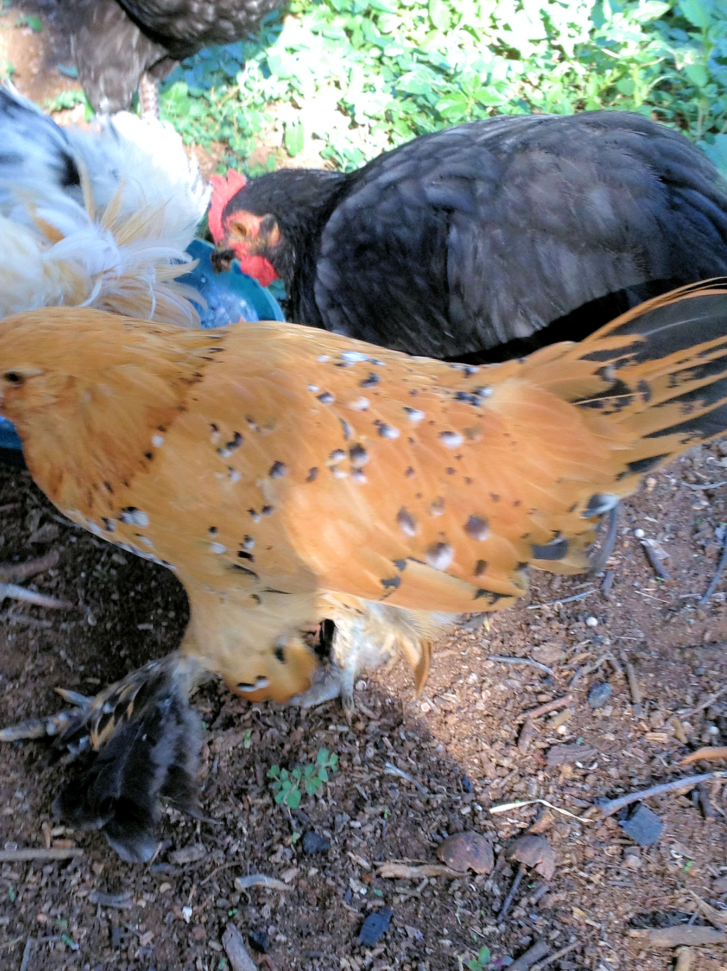 The Babies are 9 Weeks Old! Here is Lucy (Belgian Bearded d'Uccle Mille Fleur)