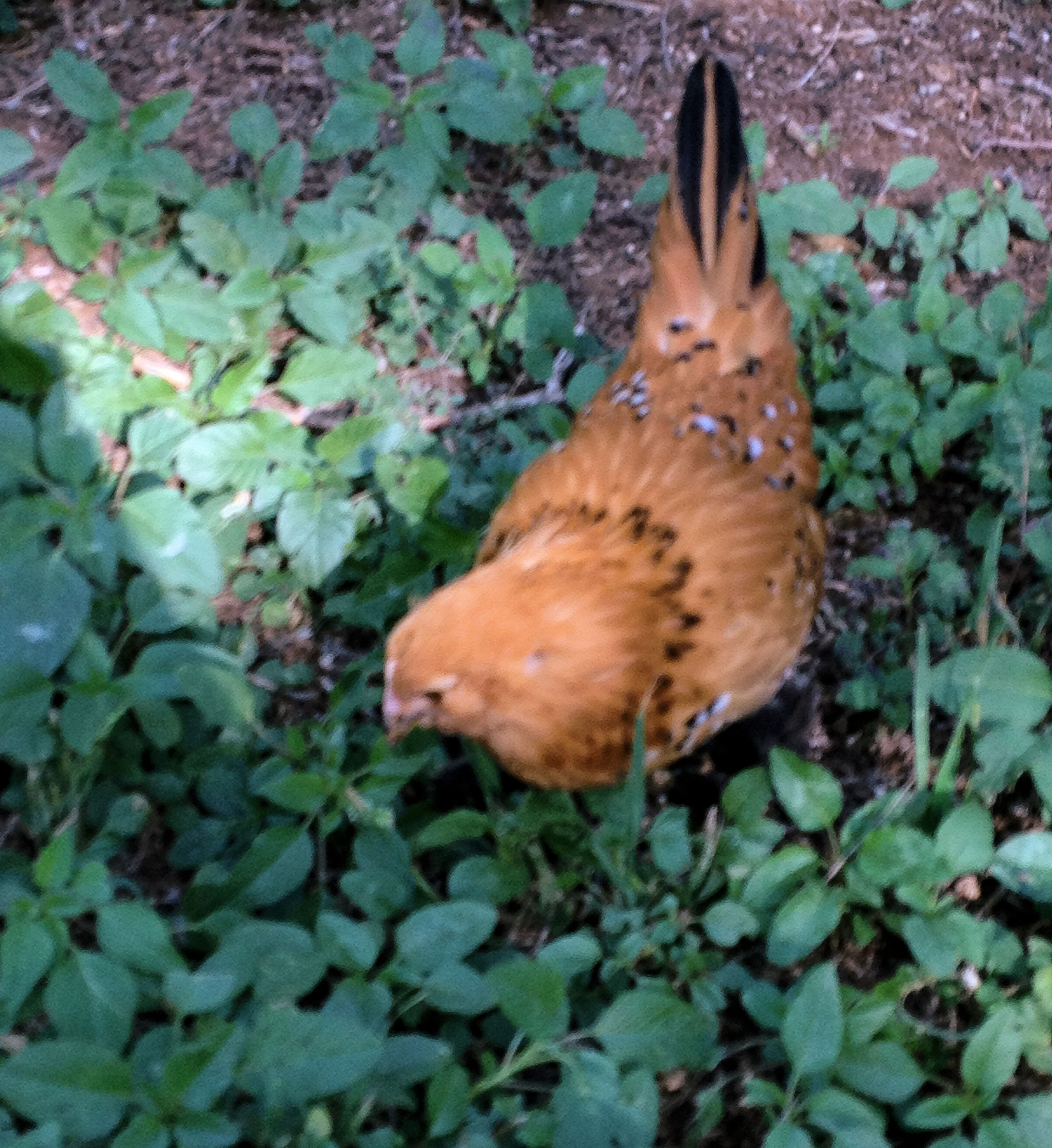 The Babies are 9 Weeks Old! Here is Lucy (Belgian Bearded d'Uccle Mille Fleur)