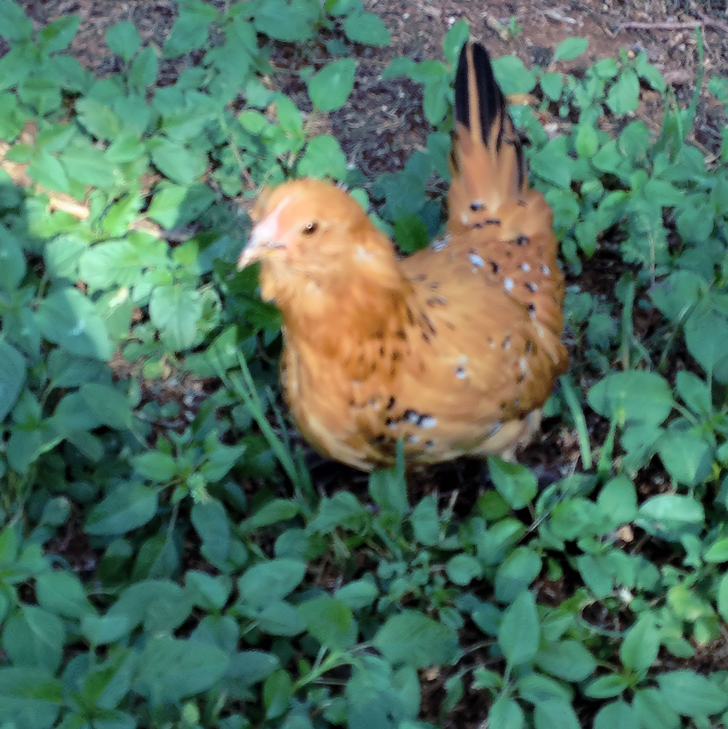 The Babies are 9 Weeks Old! Here is Lucy (Belgian Bearded d'Uccle Mille Fleur)