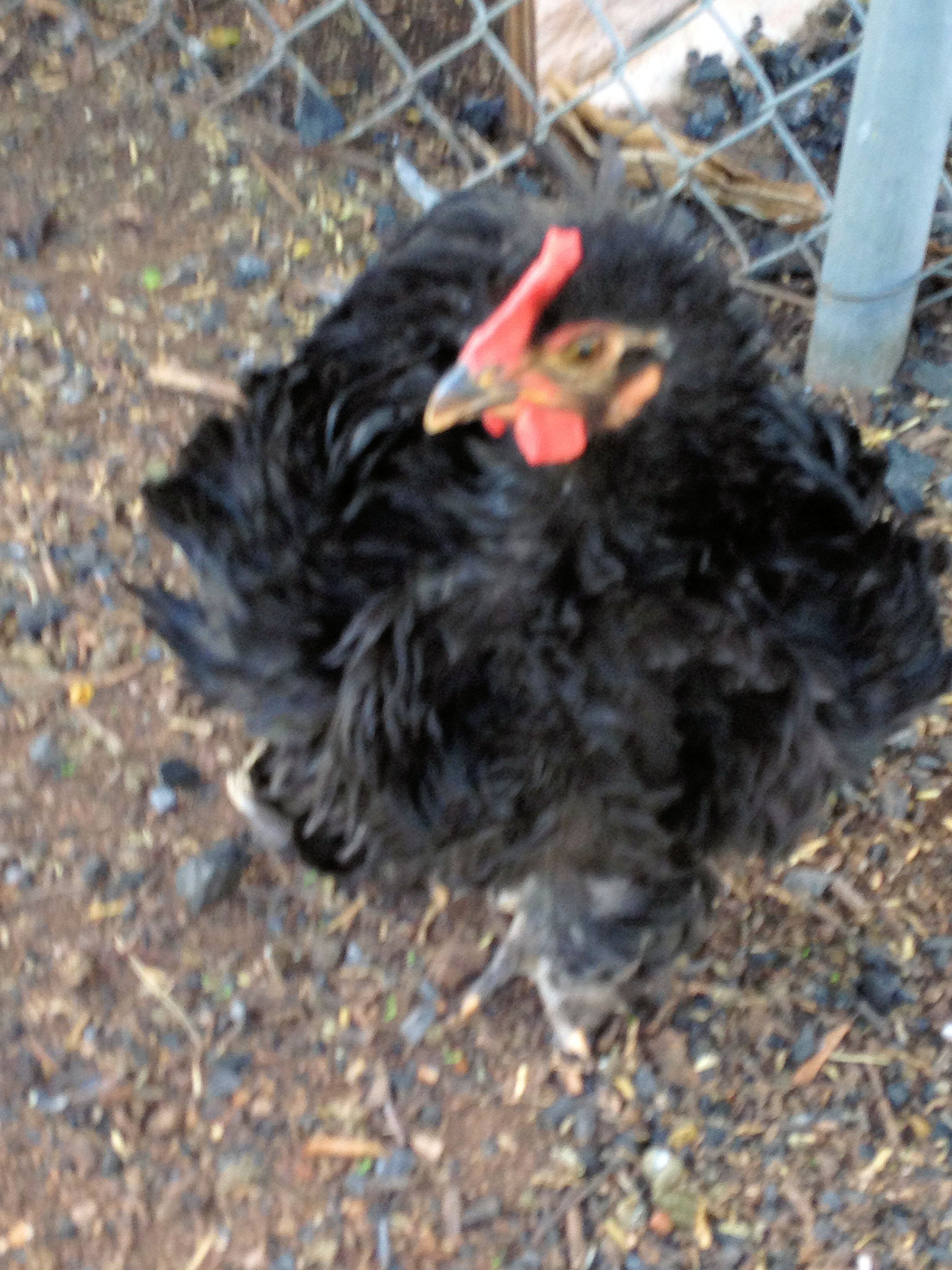 The Babies are 9 Weeks Old! Here is Rooster Wild Thing (Frizzle)