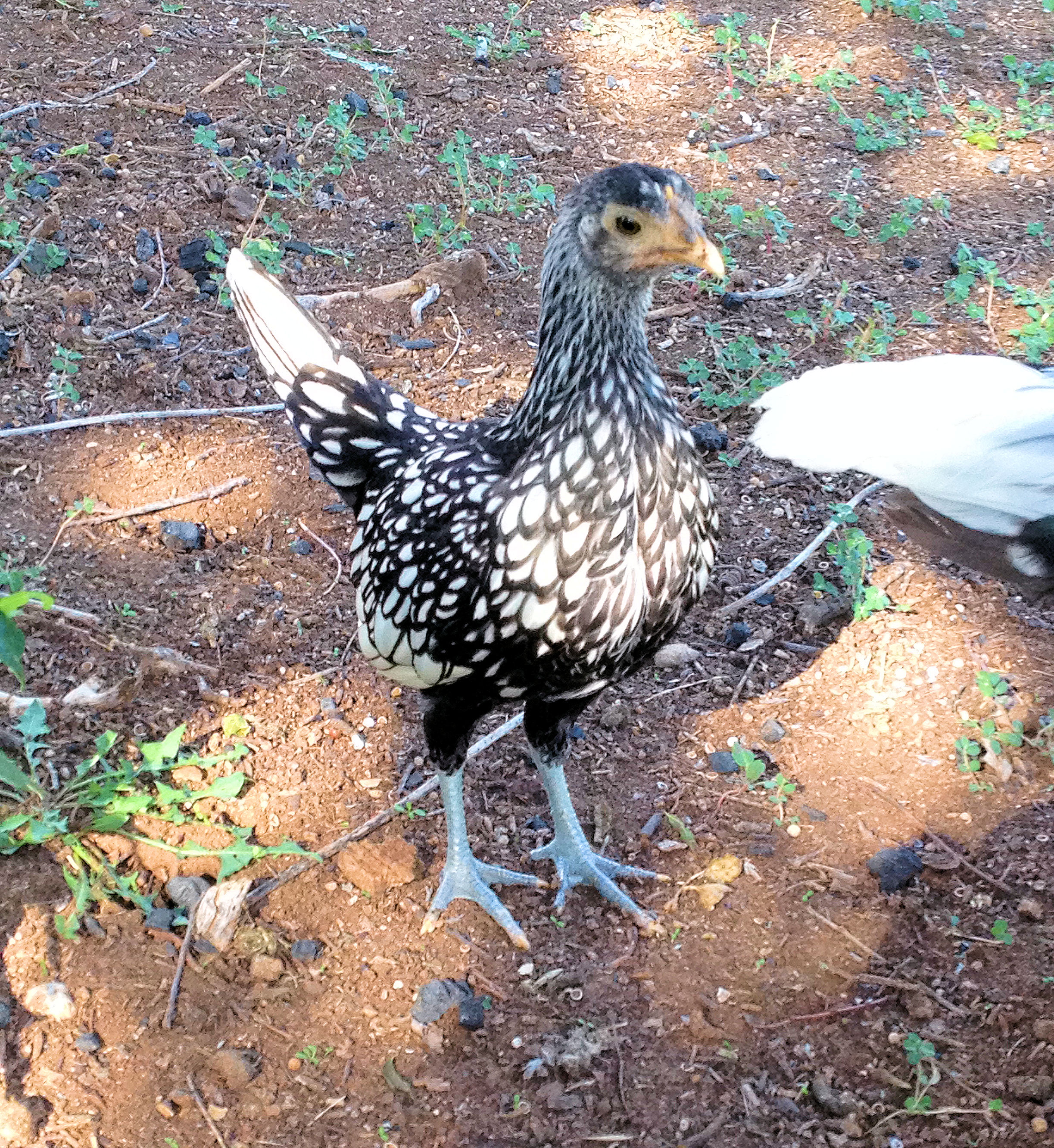 The Babies are 9 Weeks Old! Here is Stain (Silver Sebright)